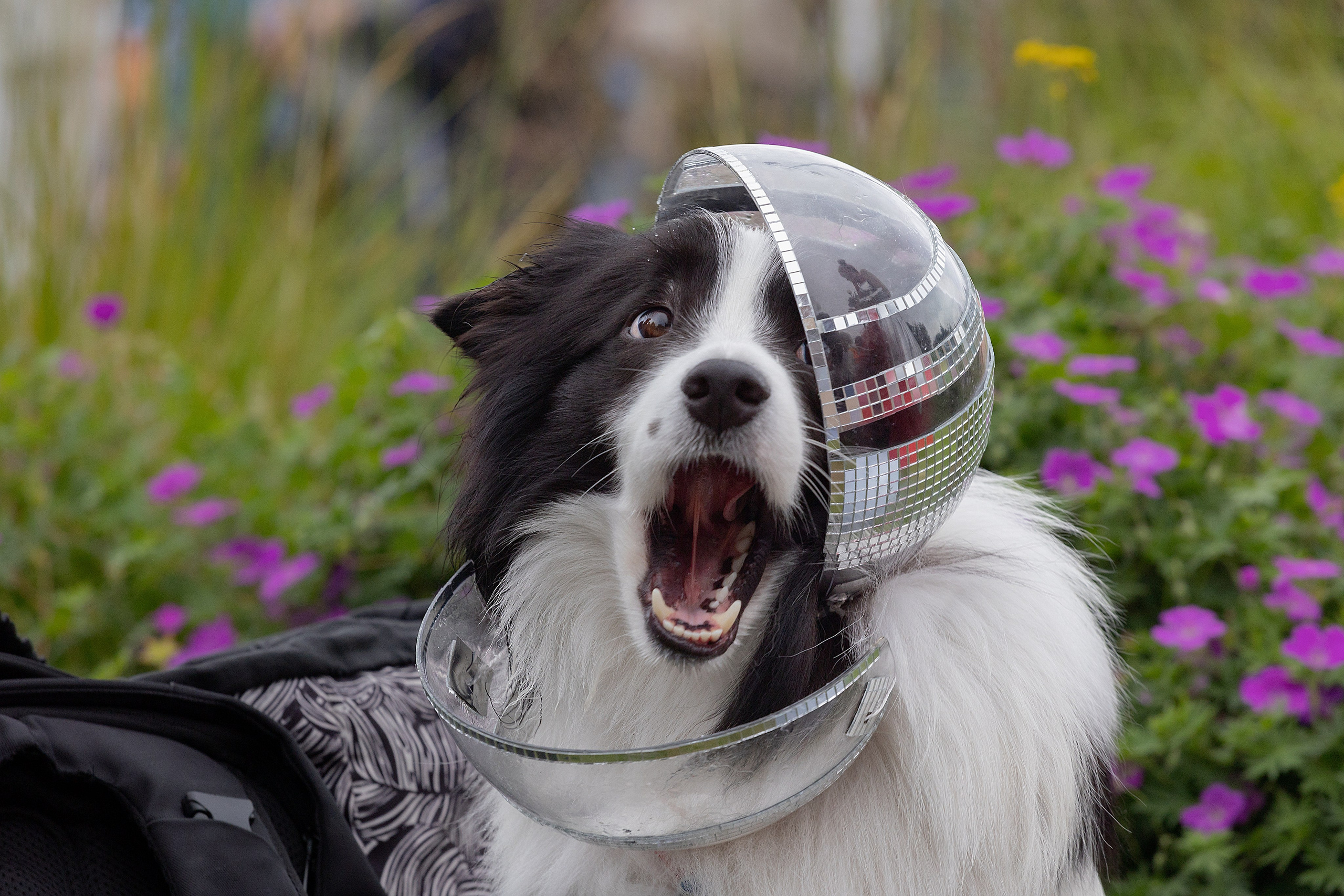 Petshop Days 2026. Репортажный фотограф