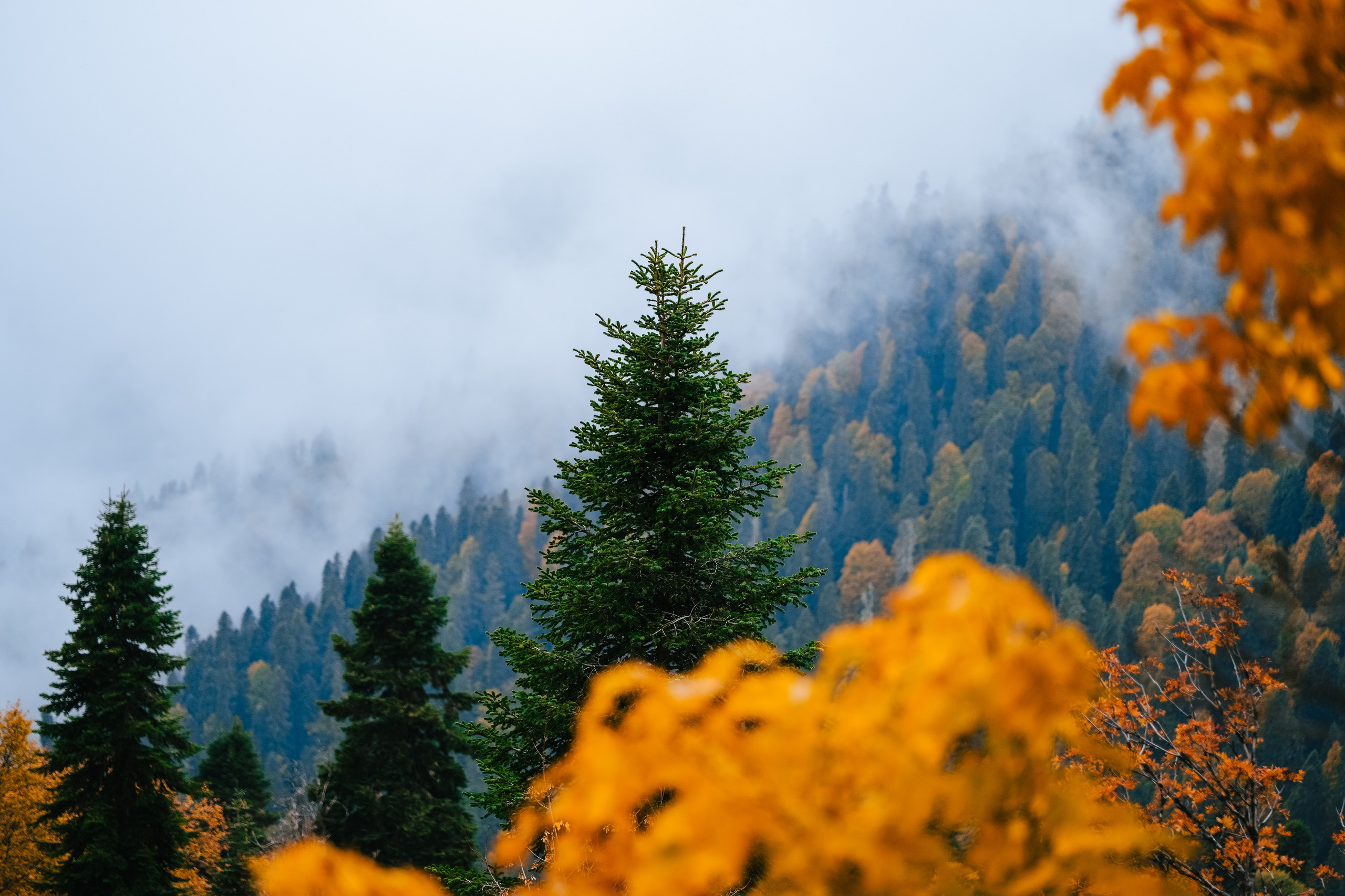 Роза Пик, тропа Турья ✽ Октябрь. Репортажный фотограф | Роза Хутор Красная Поляна Сочи Сириус