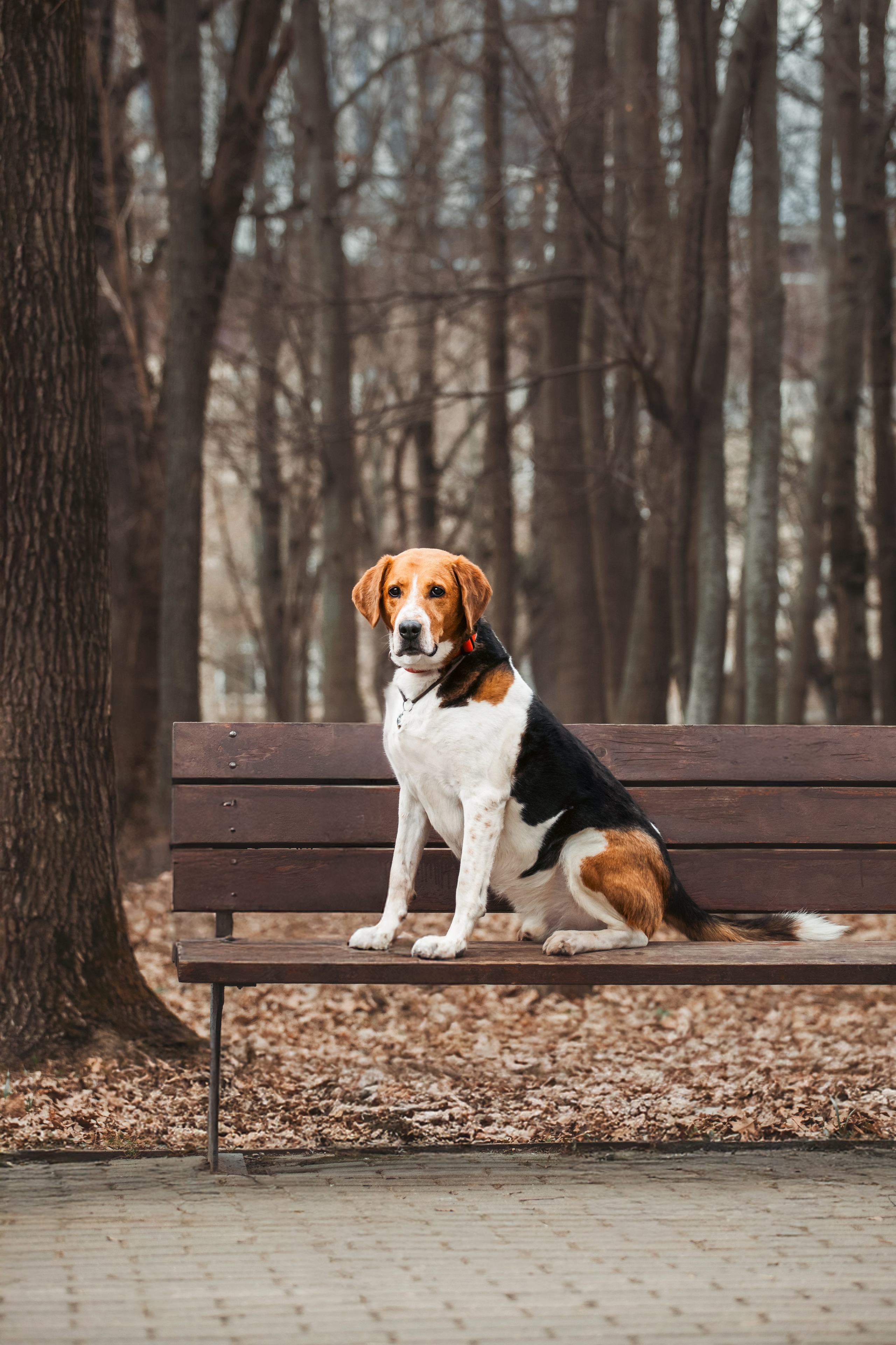 Собаки из приюта Дубовая роща весна 2025. Фотограф-анималист Татьяна Степанова