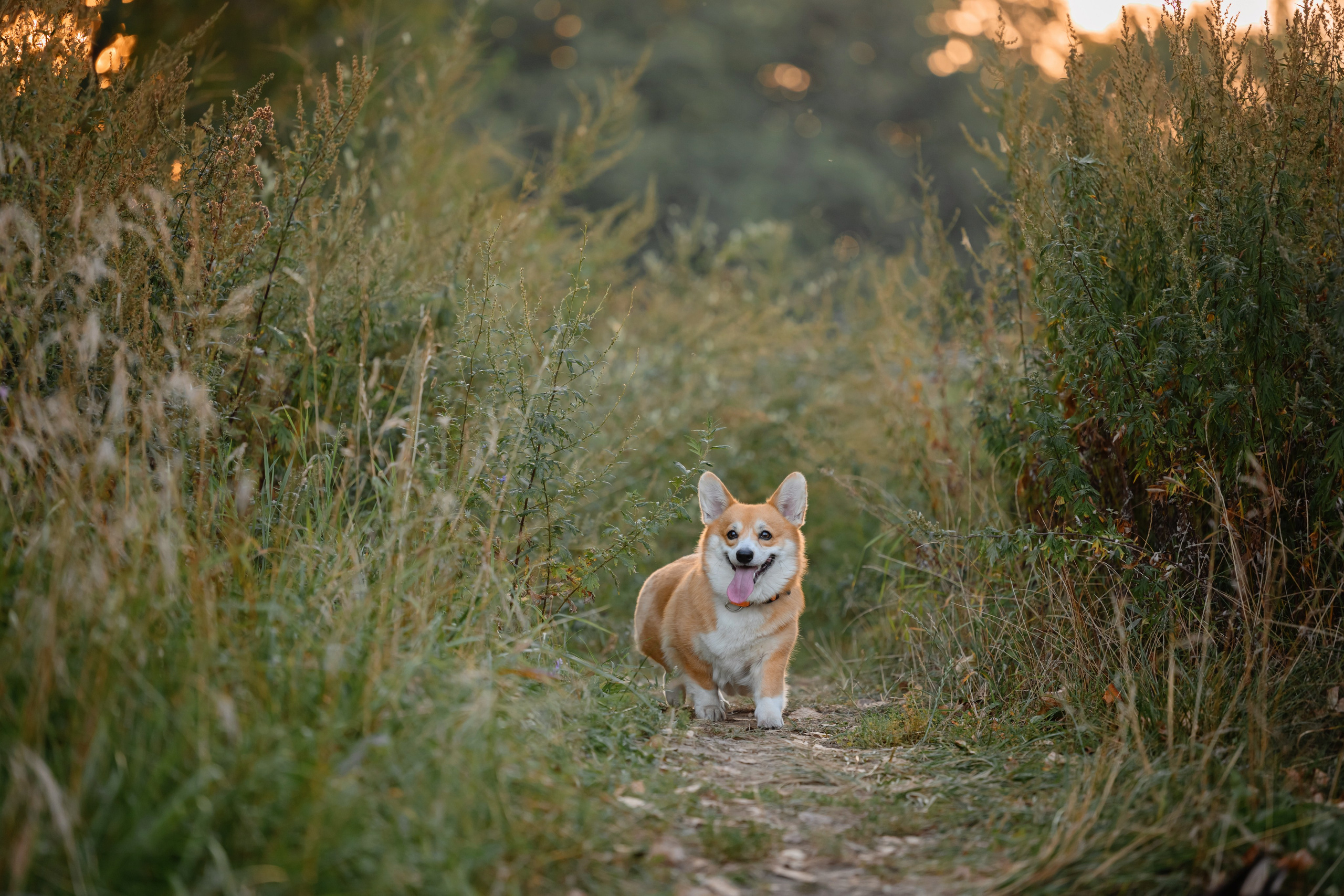 Катя группа. Семейный фотограф и анималист в Москве и Московской области