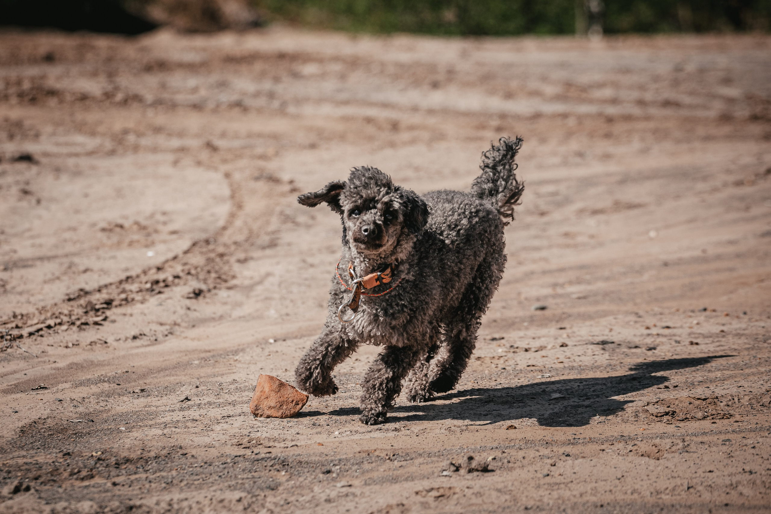 Кондуки. Фотограф-анималист Татьяна Степанова