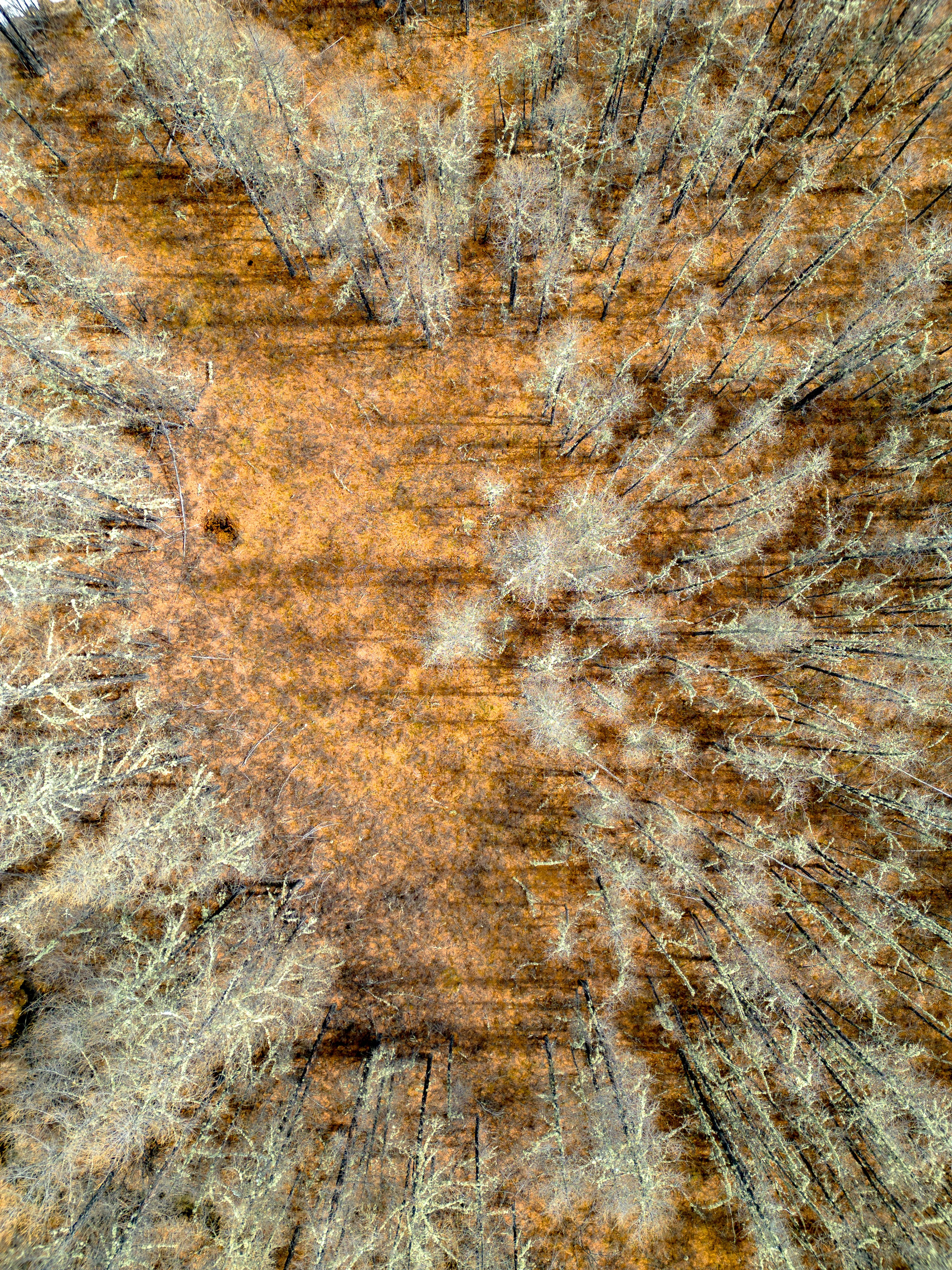 Очарование Чары