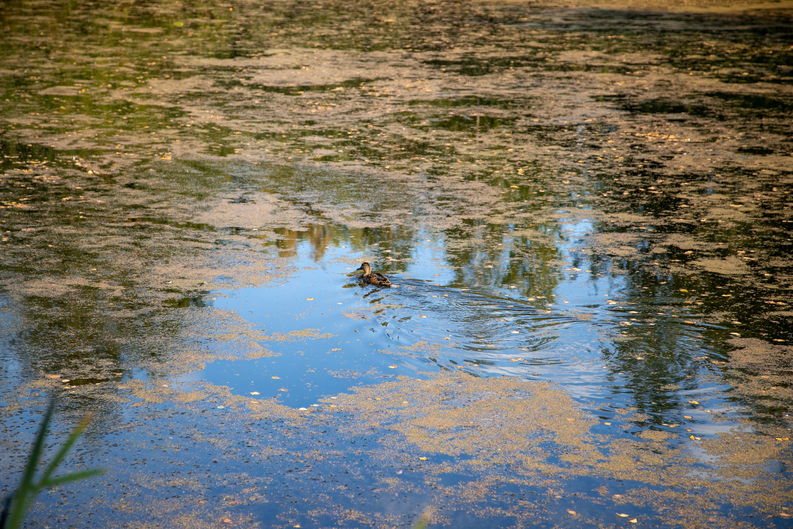 Кострома 06.09.2025. Репортажный фотограф в Москве Агафонова Мария