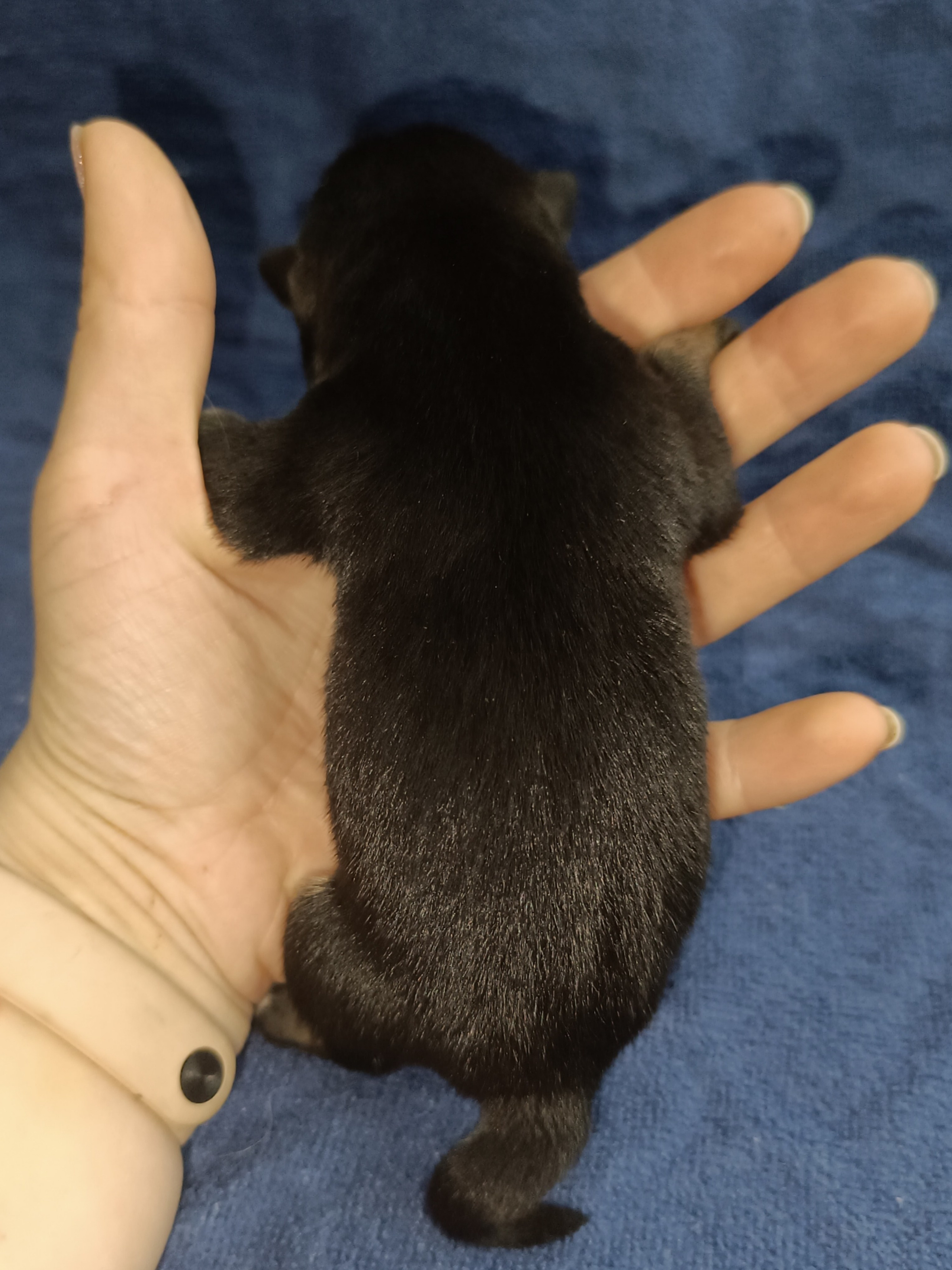 сиба питомник Рубилайт щенки на продажу rubylight  сиба щенки купить СПб Санкт-Петербург 