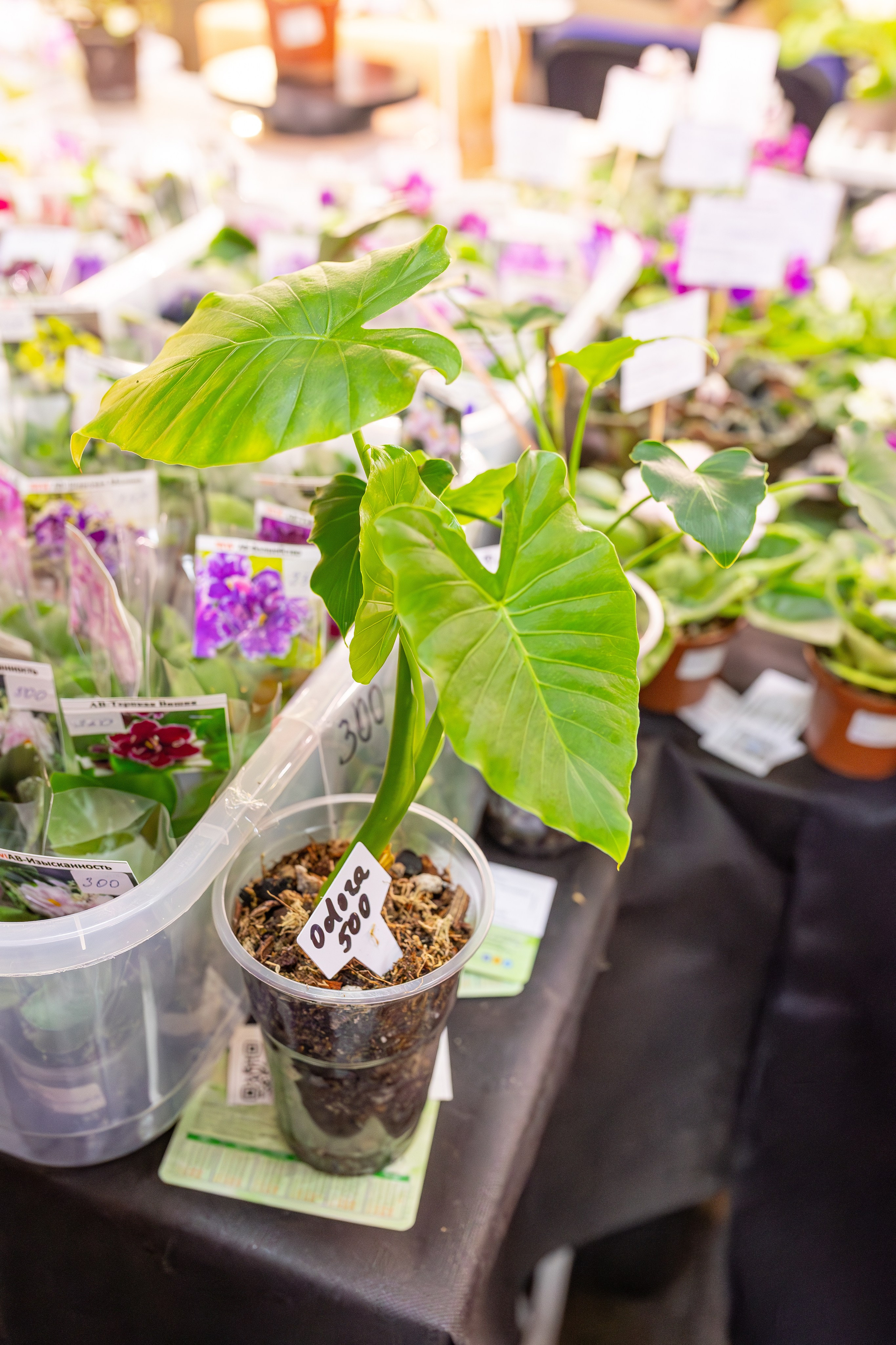 Монстериум апрель 2026. Александра Куликова фотограф, Москва