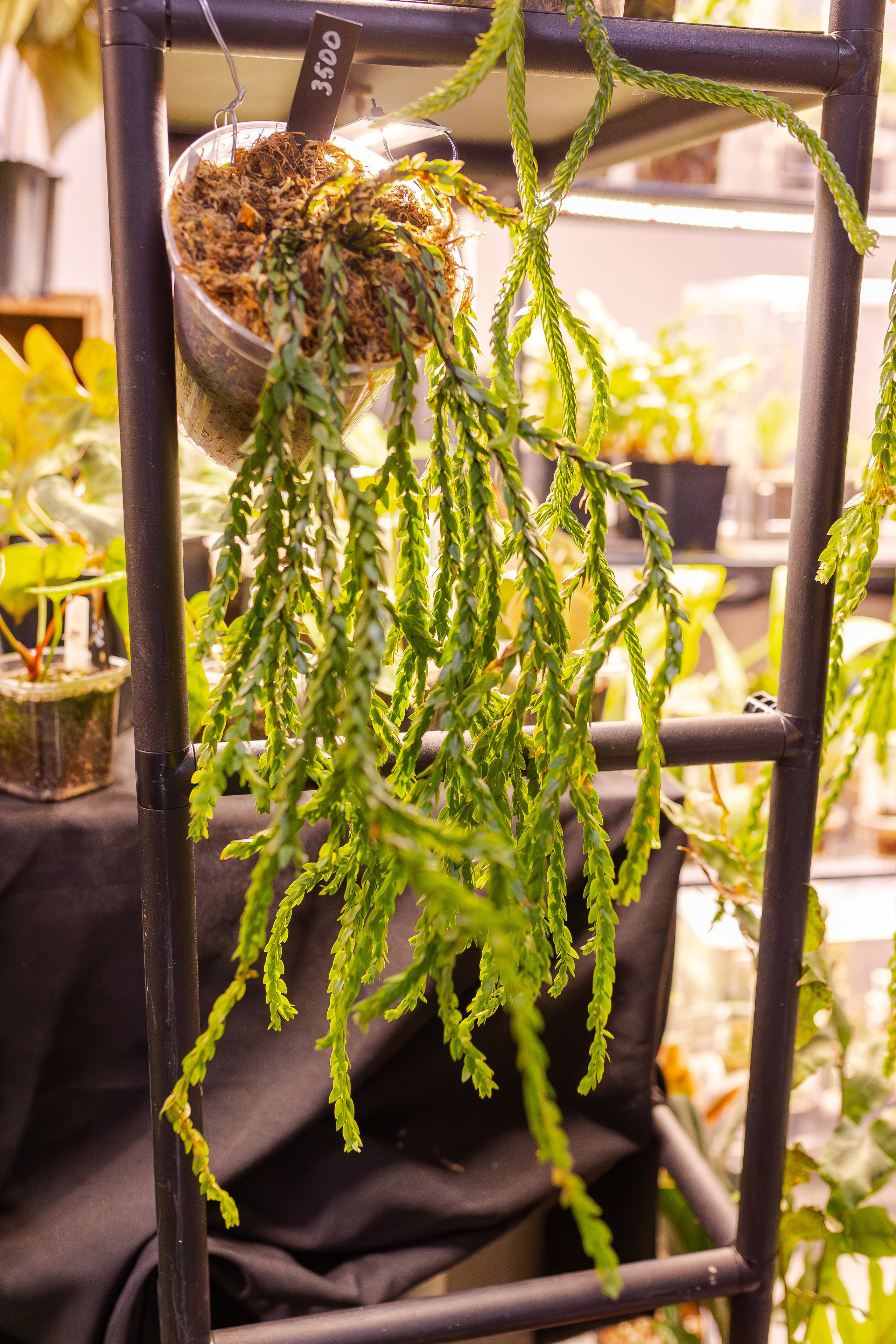 Монстериум апрель 2026. Александра Куликова фотограф, Москва