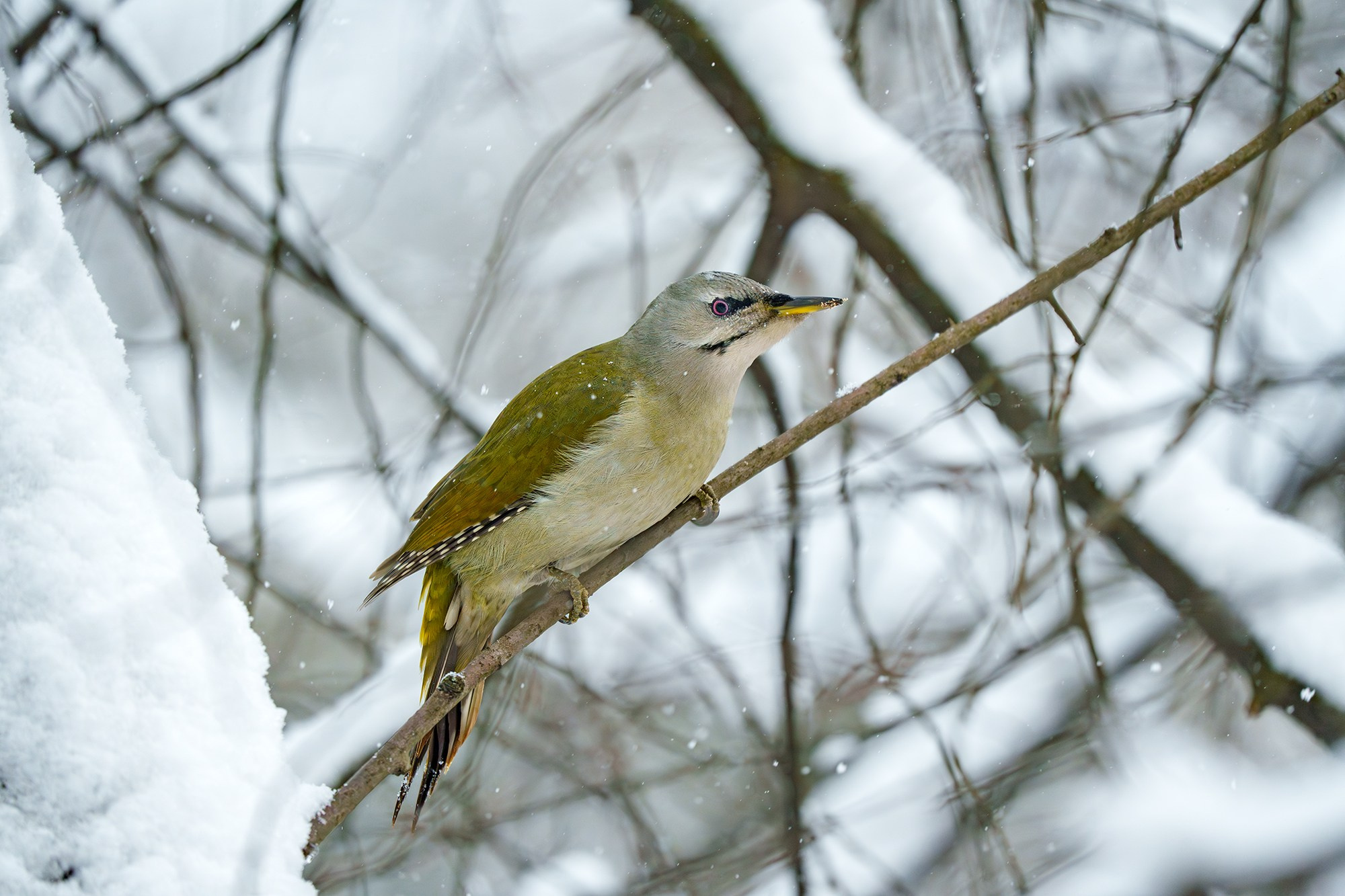 Удивительные мир птиц. Вокруг нас столько прекрасного — присмотритесь!. Ваш личный фотограф Марина Волкова