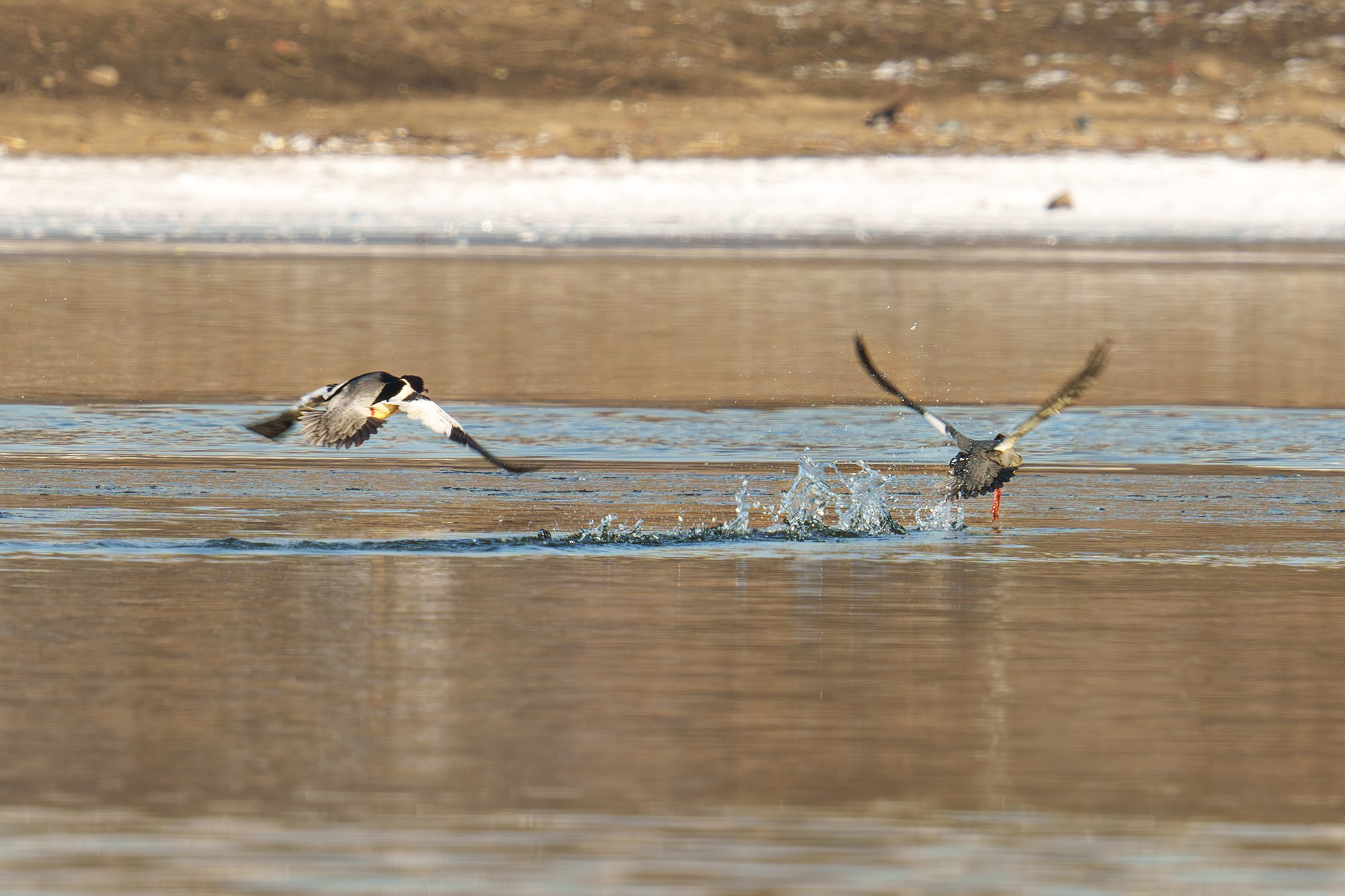 Удивительные мир птиц. Вокруг нас столько прекрасного — присмотритесь!. Ваш личный фотограф Марина Волкова