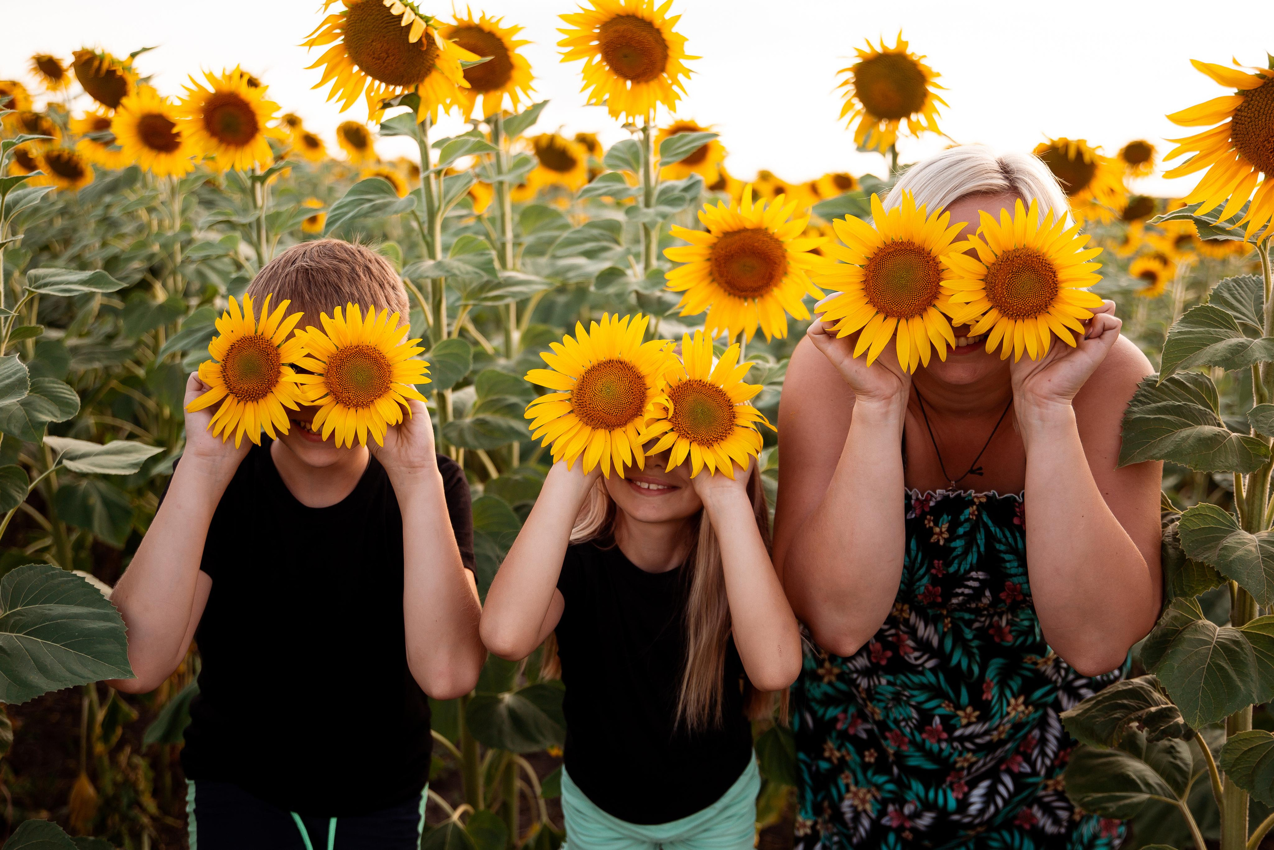 Подсолнухи. Фотограф Ступино, Коломна, Москва