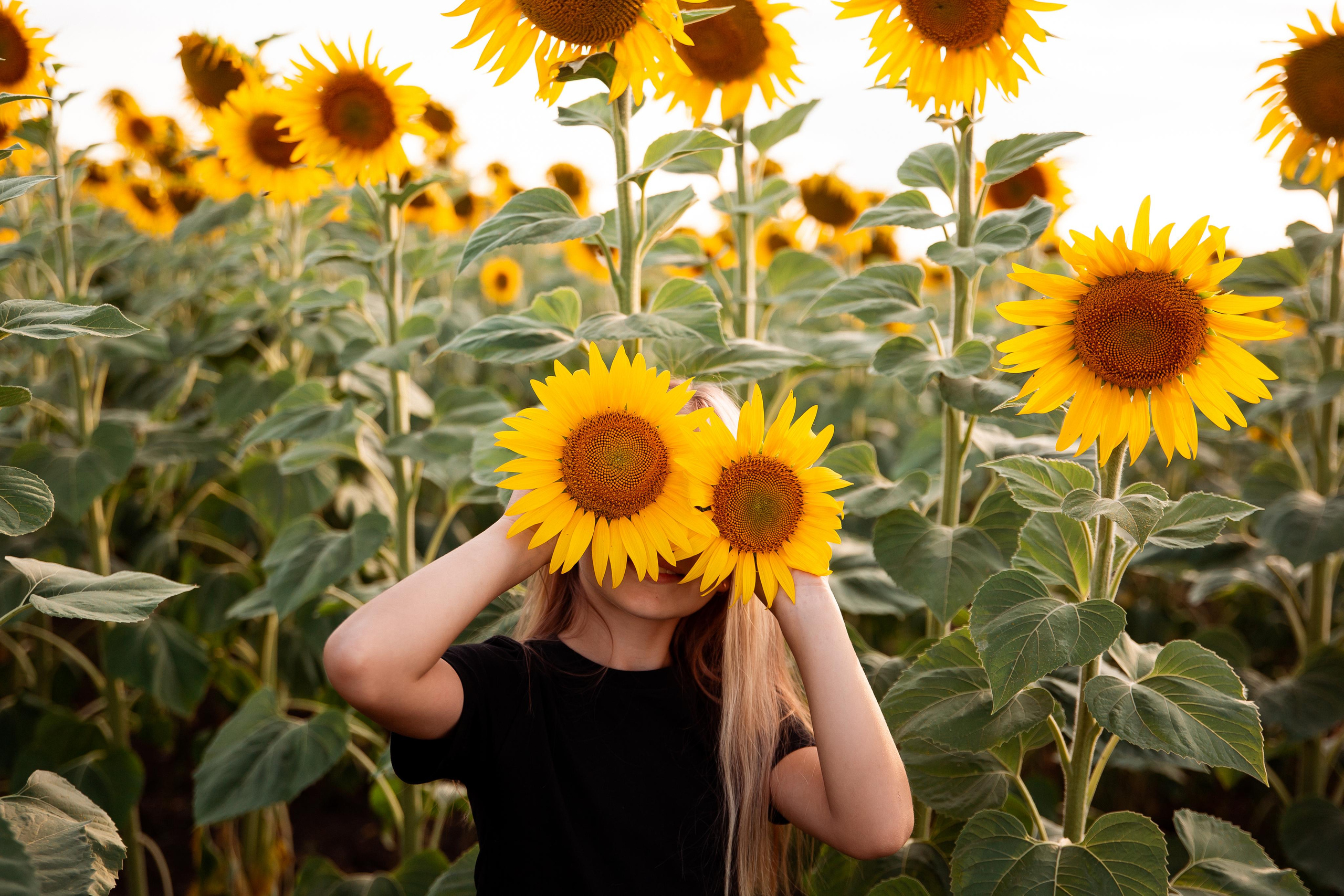 Подсолнухи. Фотограф Ступино, Коломна, Москва
