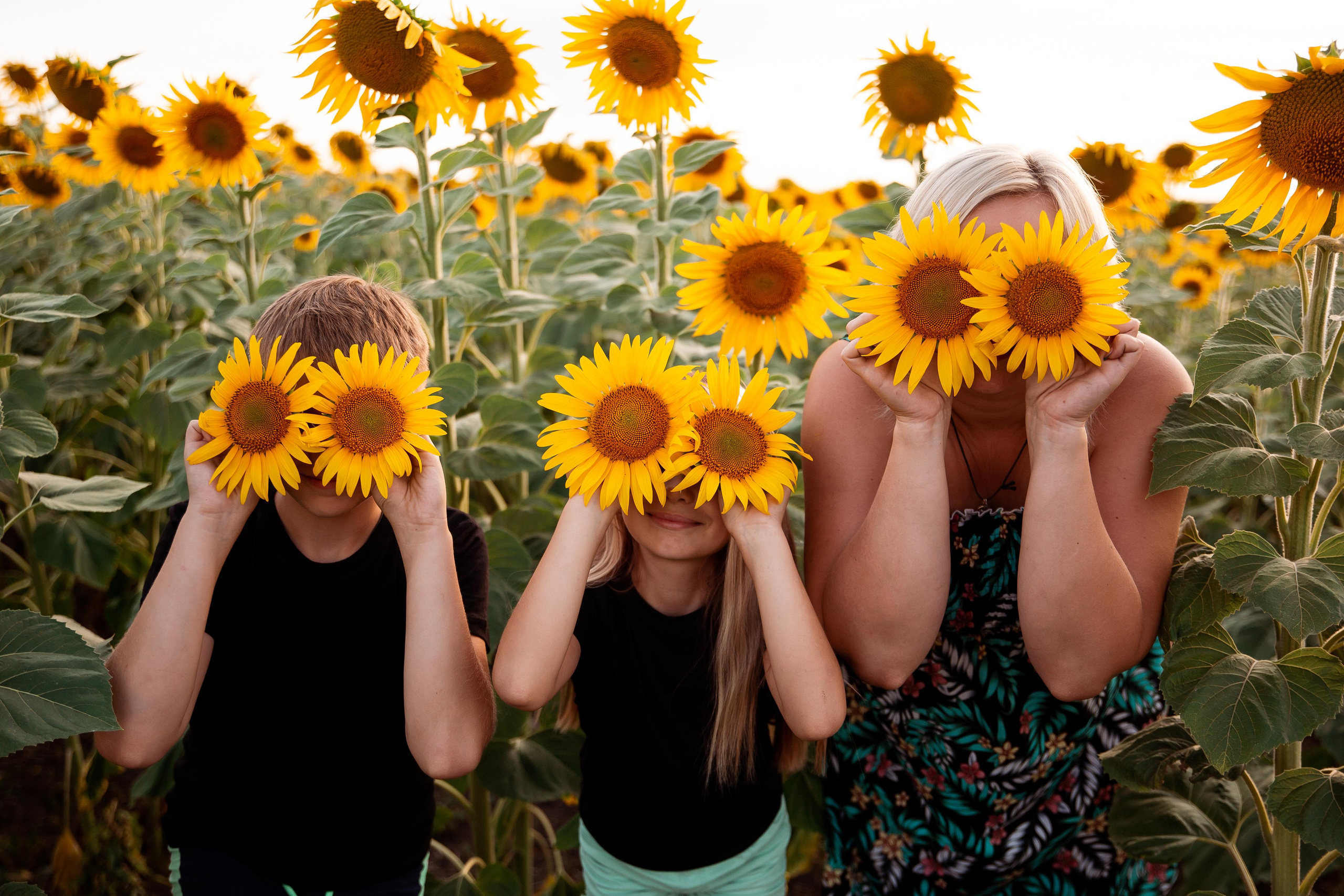 Подсолнухи. Фотограф Ступино, Коломна, Москва