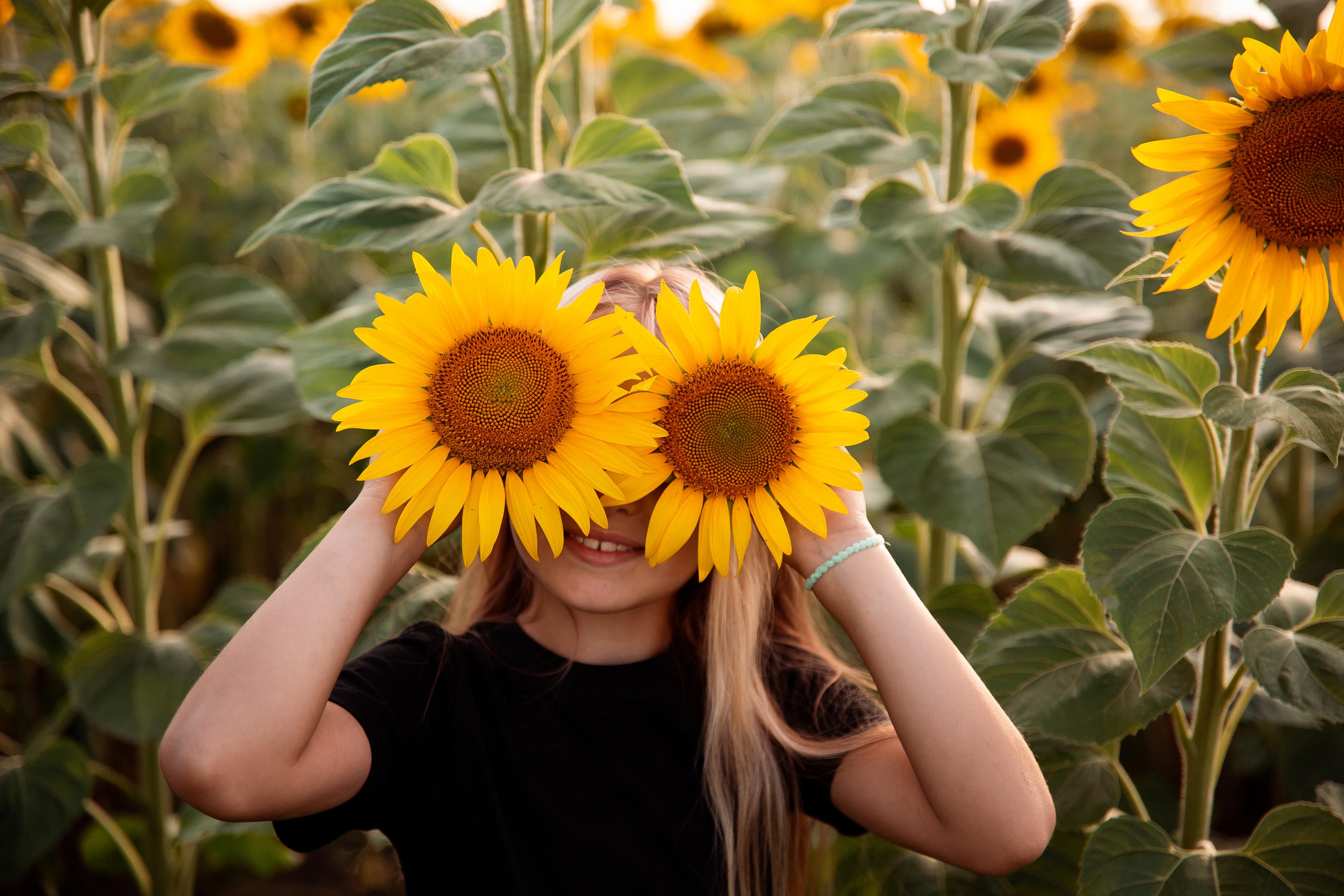 Подсолнухи. Фотограф Ступино, Коломна, Москва