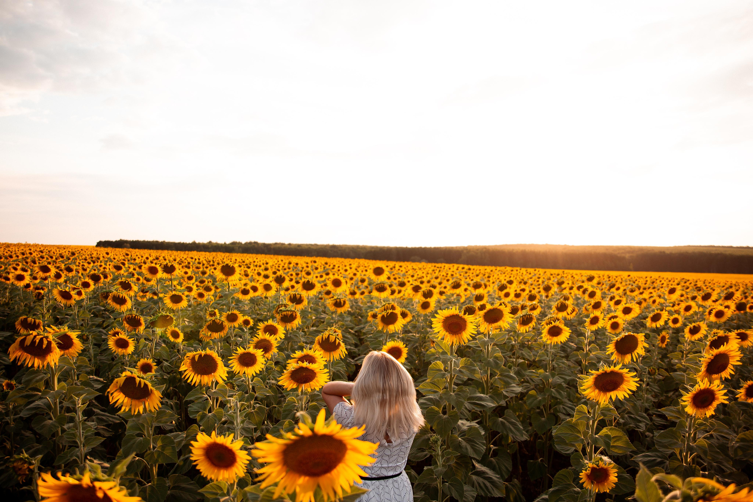 Алена, подсолнухи и закат. Фотограф Ступино, Коломна, Москва