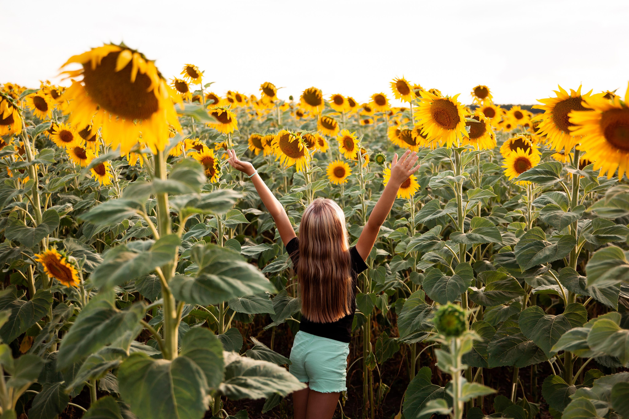Подсолнухи. Фотограф Ступино, Коломна, Москва