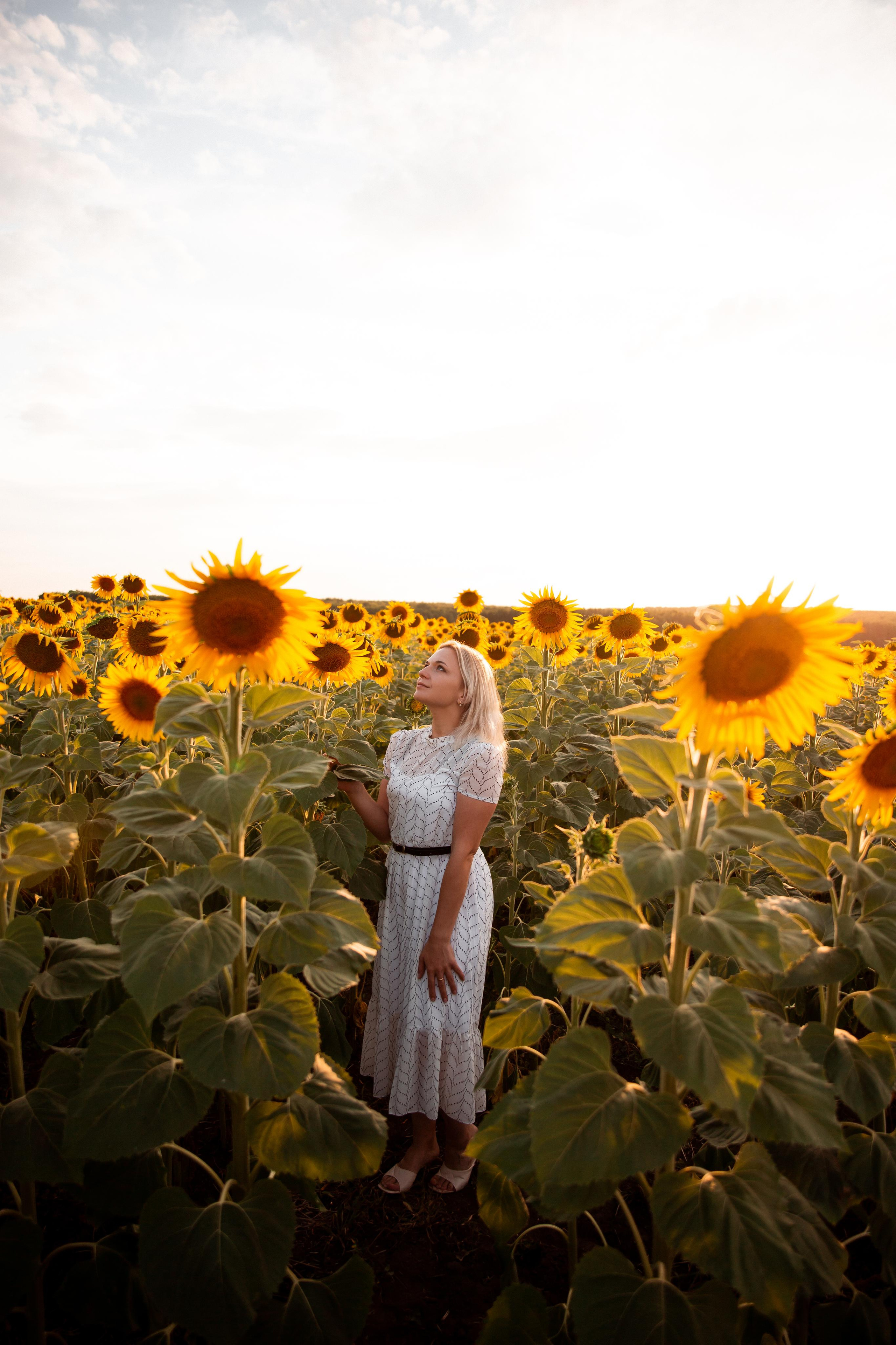 Алена, подсолнухи и закат. Фотограф Ступино, Коломна, Москва