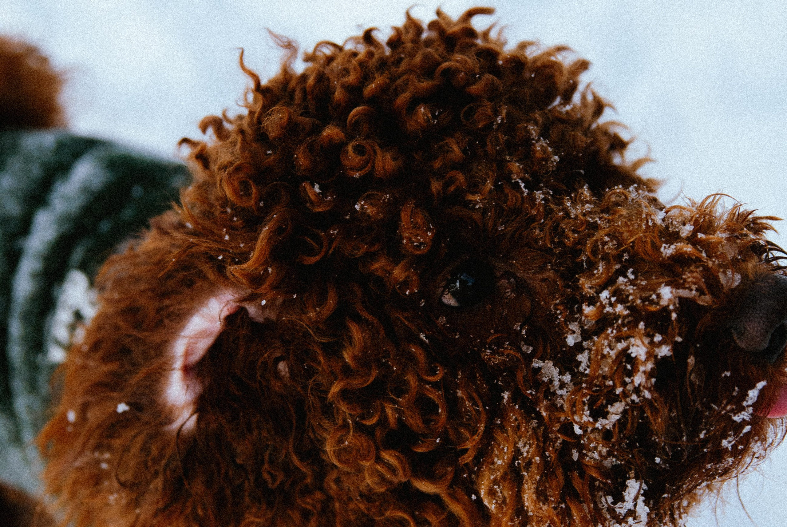 Зоопарк в моём багаже. Кошенкова Мария: портретный и репортажный фотограф. Санкт-Петербург