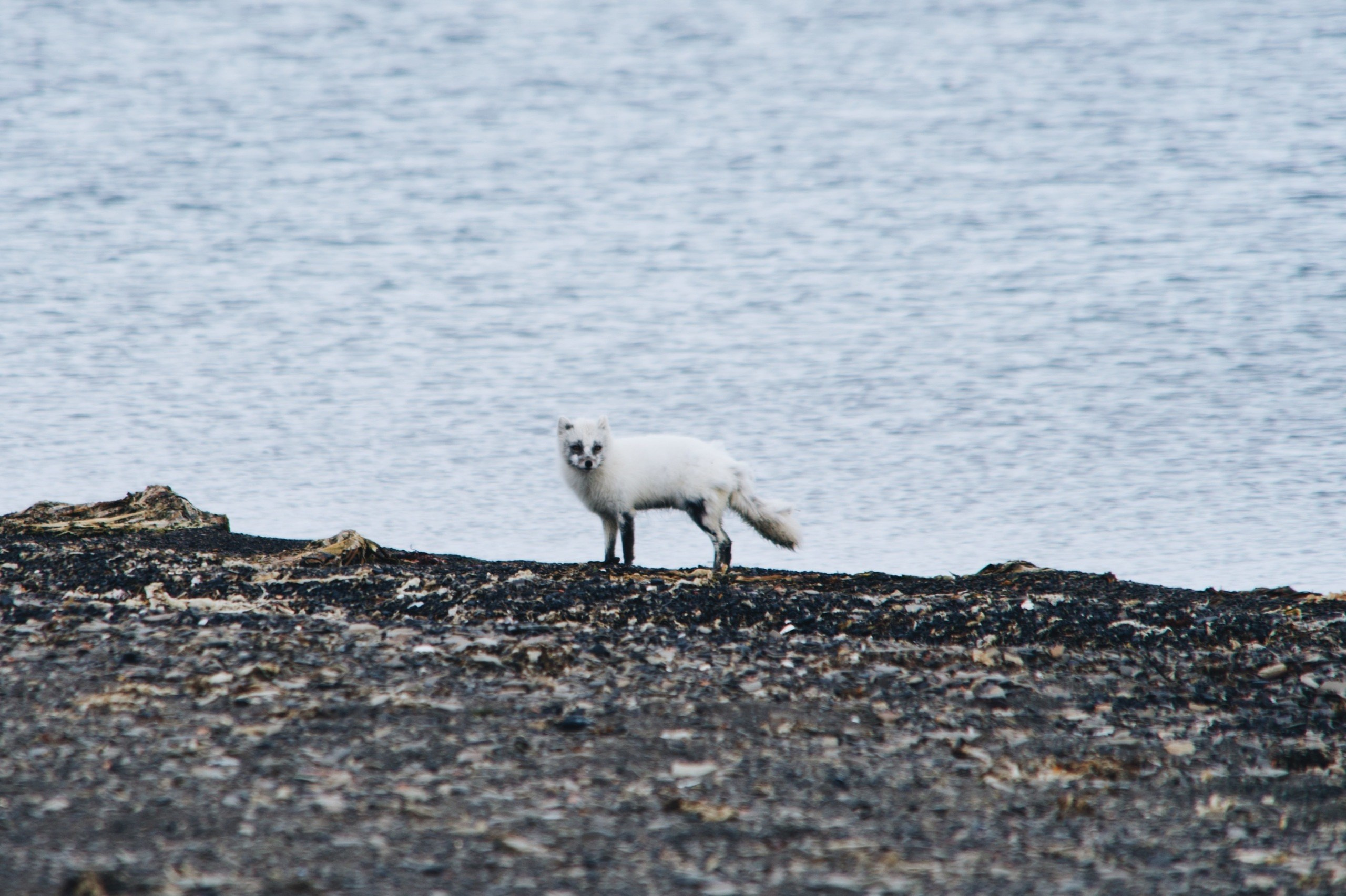 Экспедиция на Шпицберген (07.08.25 — 20.08.25). Фотограф Константин Шамин