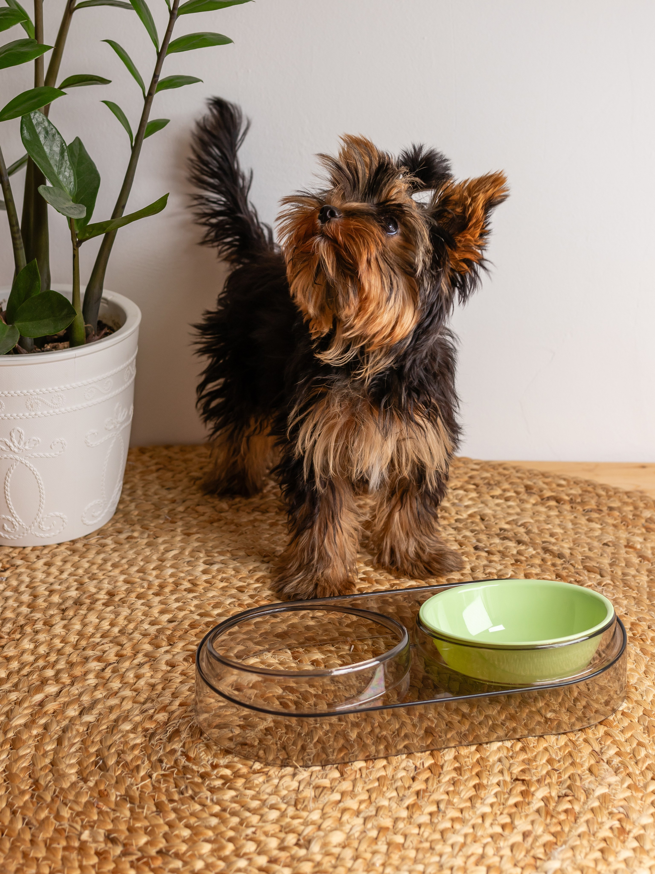 Миска для собаки. Фотограф в Краснодаре Арина Кудряшова