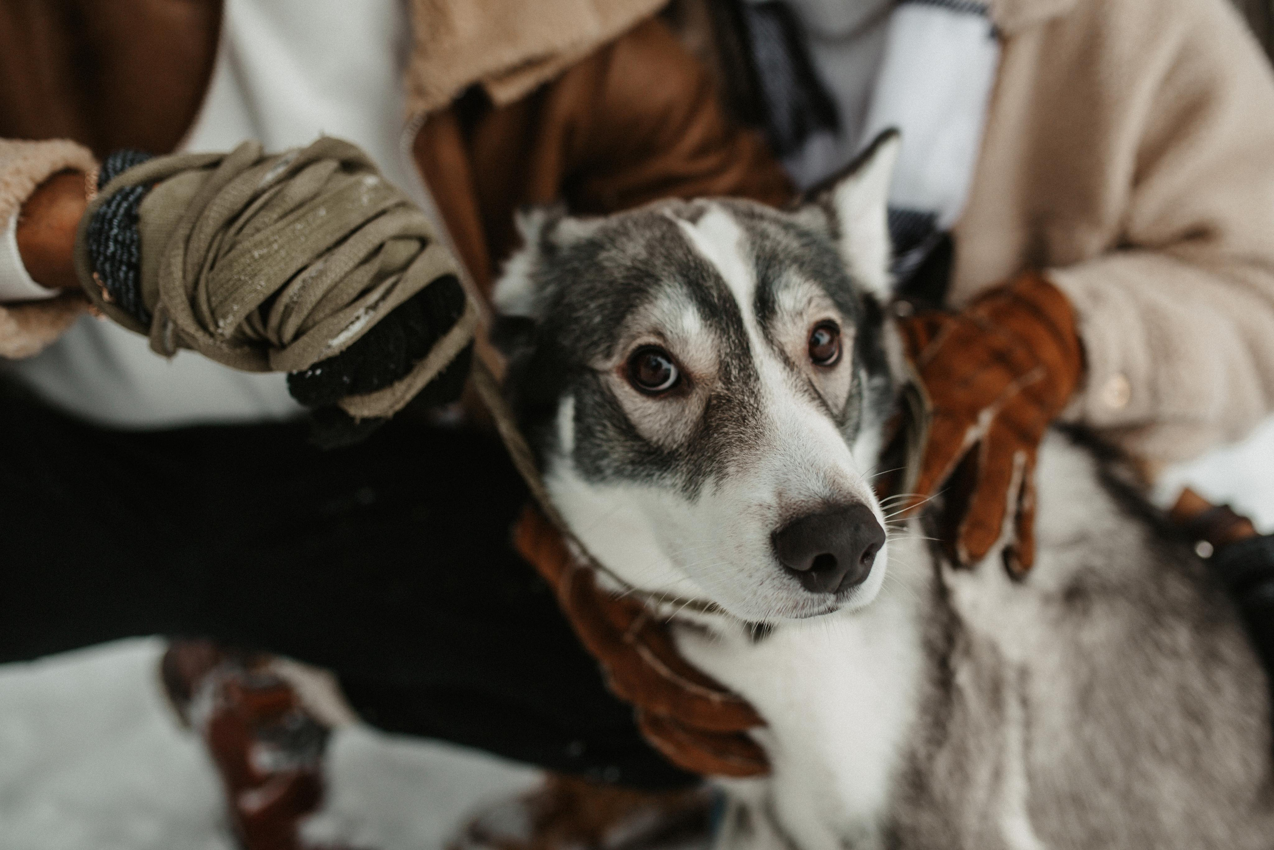 Гражина и Стенли. Свадебный фотограф Гродно Минск Destination wedding photographer