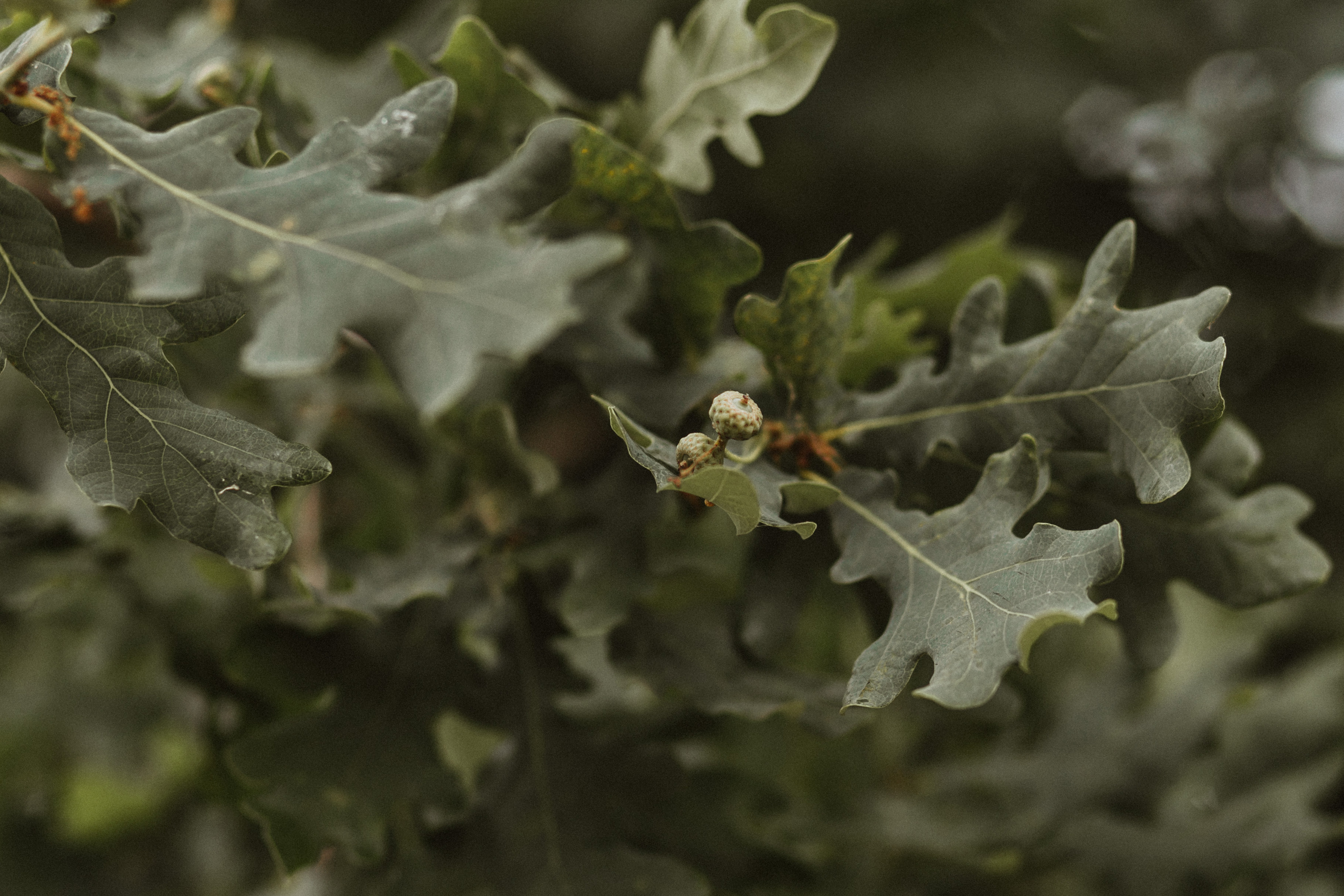 Марк и Светлана. Свадебный фотограф Гродно Минск Destination wedding photographer