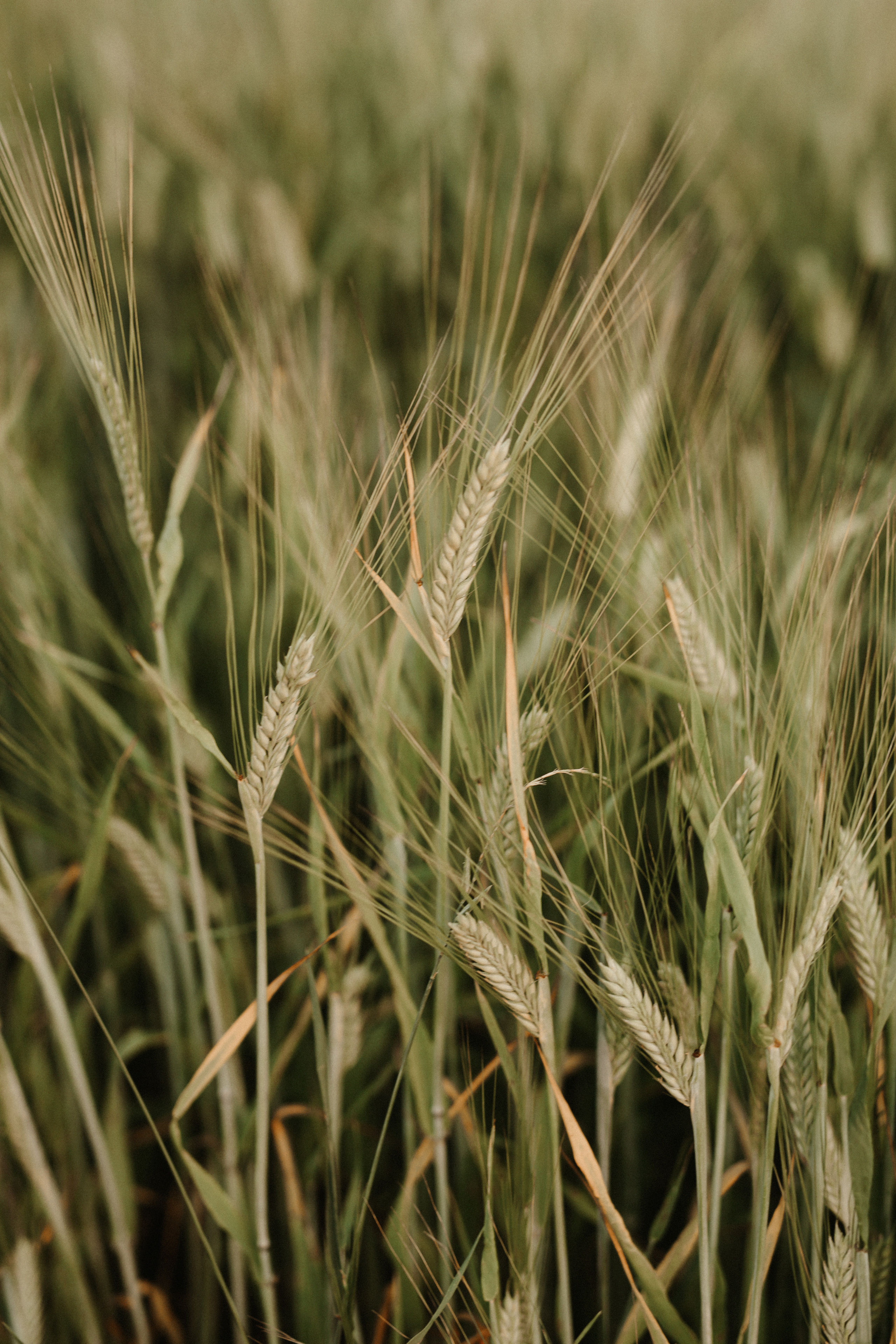 Семья Юрия и Анжелики. Свадебный фотограф Гродно Минск Destination wedding photographer