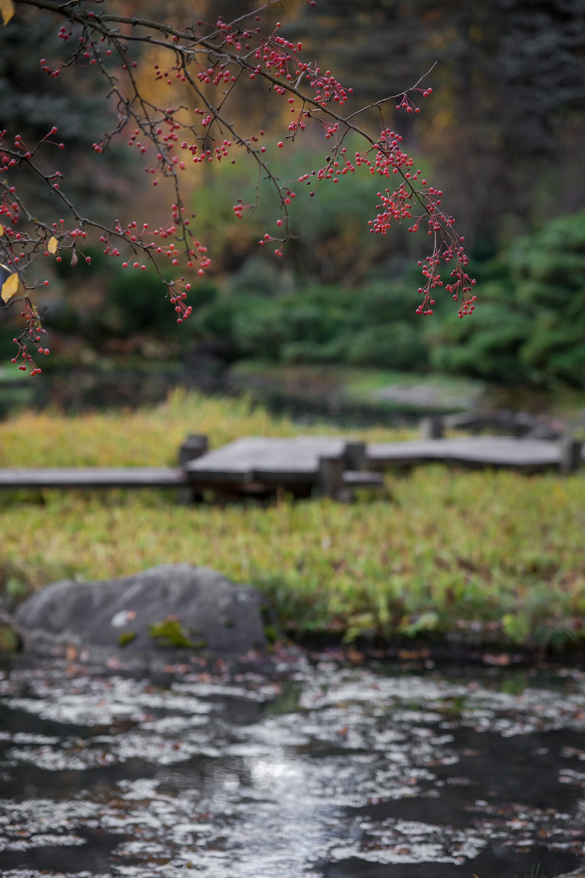 Ботанический сад имени Н. В. Цицина. Фотограф Виталий Туманов. Туманов Виталий — фотограф Москва