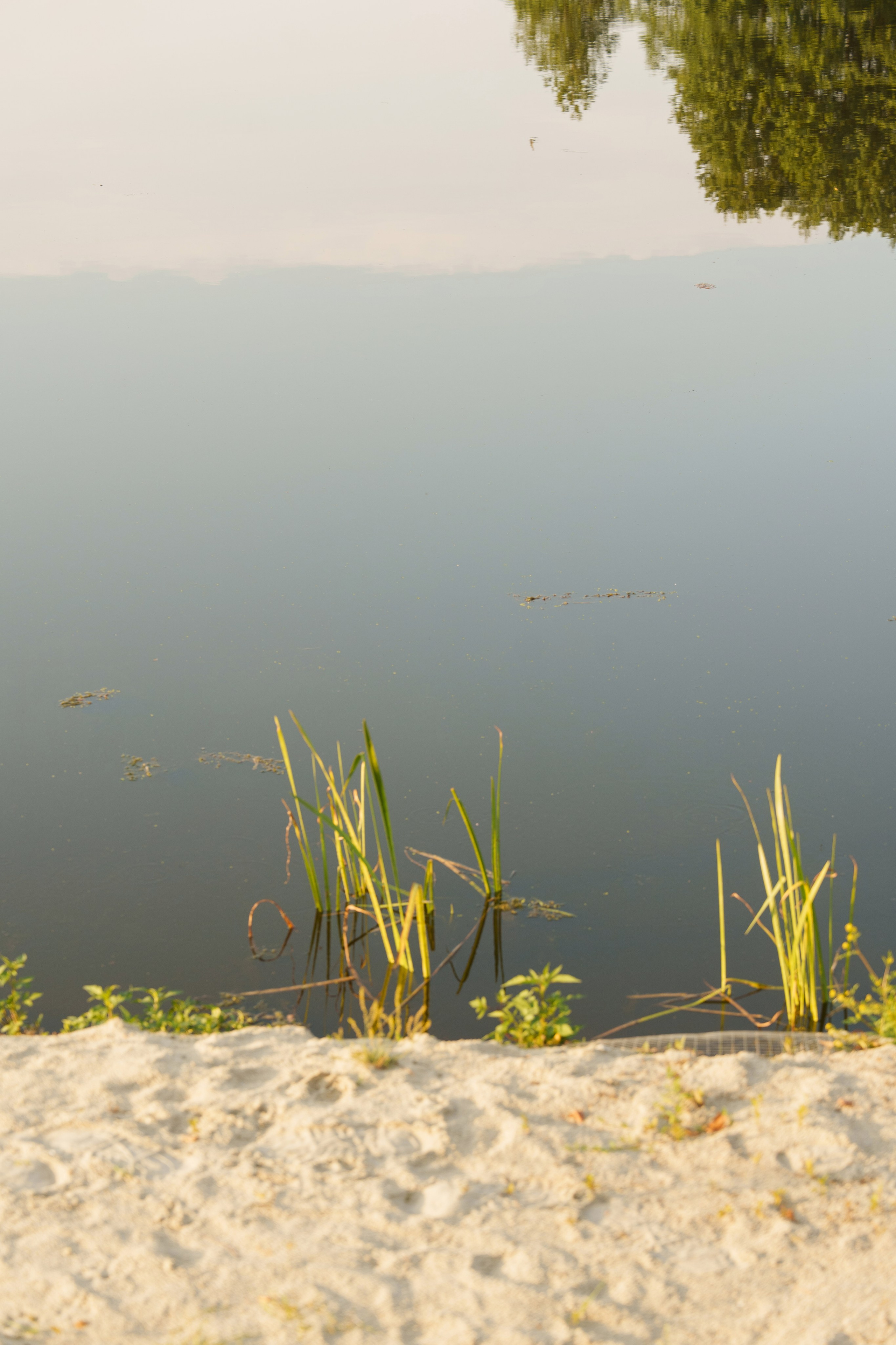 Михаил и Ольга (банкетная часть г. Брянск). Свадебный и репортажный фотограф Элина Козырьянова