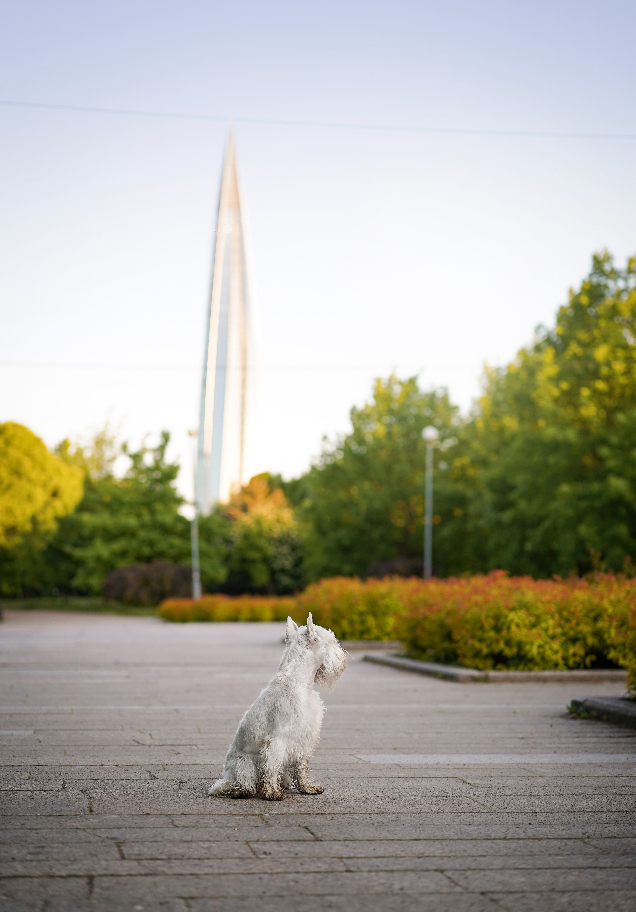 Оля и Доминик. Фотограф-анималист в Санкт-Петербурге Яна Мартынова