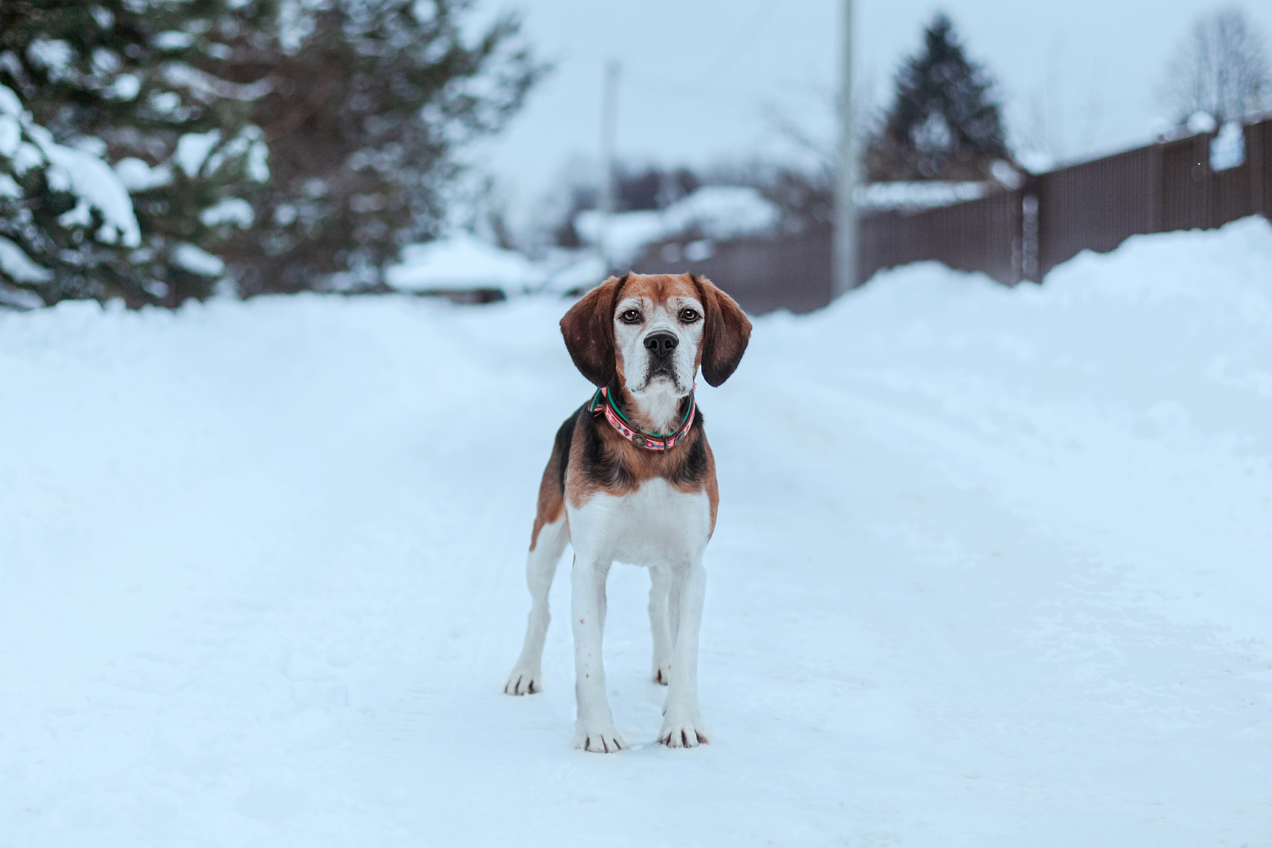 Дом для Биглей 2023. Фотограф-анималист Татьяна Степанова