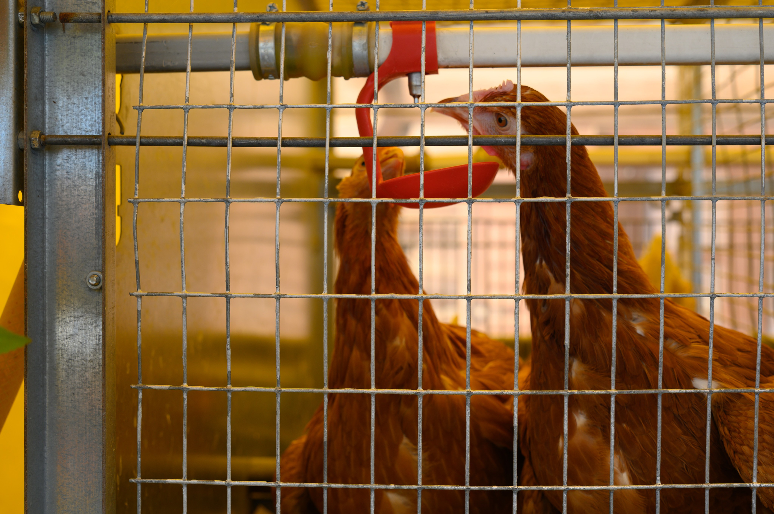 Агровыставка. Фотоуслуги, услуги фотографа, фотографирование важных событий