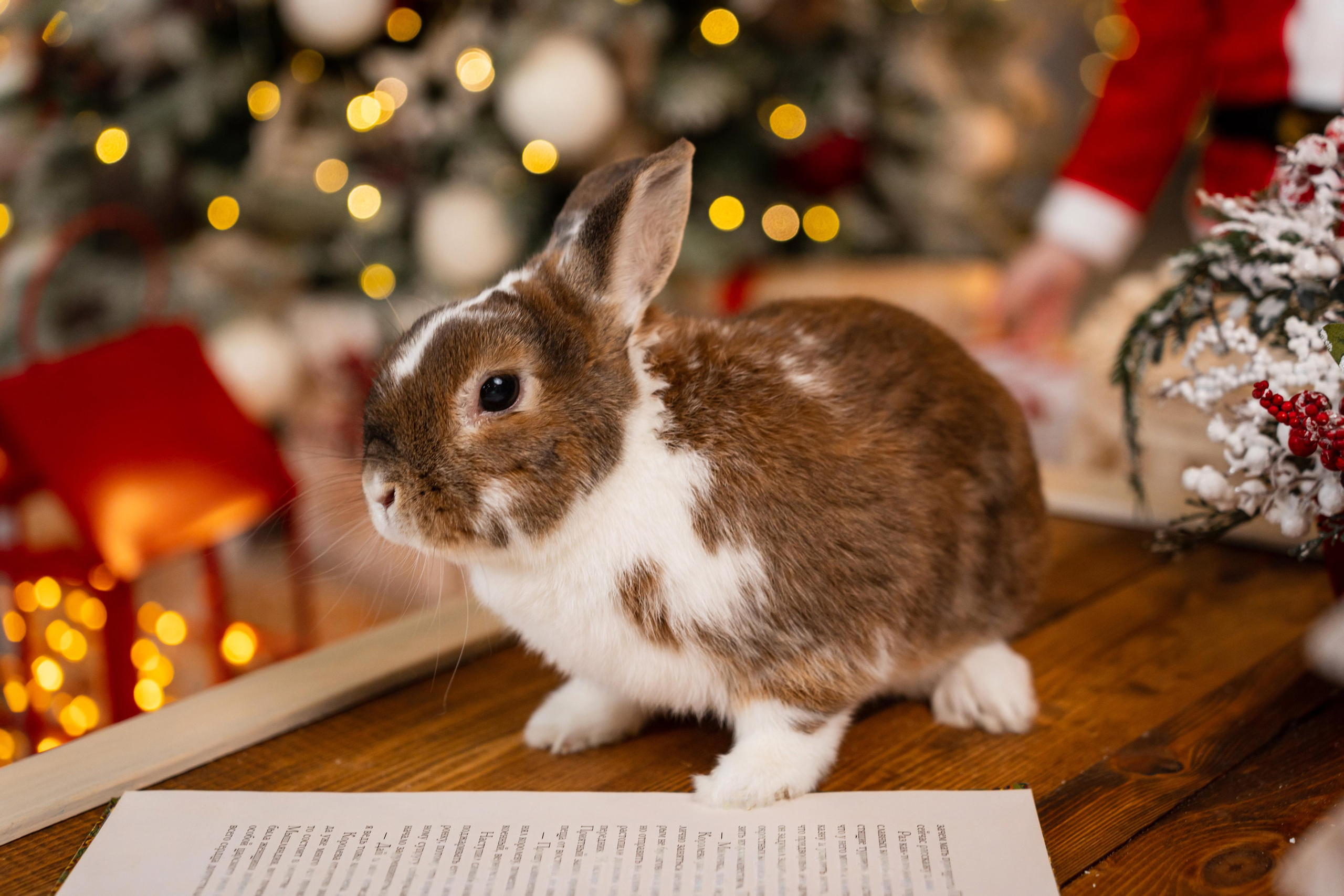 Новогодняя фотосессия в студии Леонардо