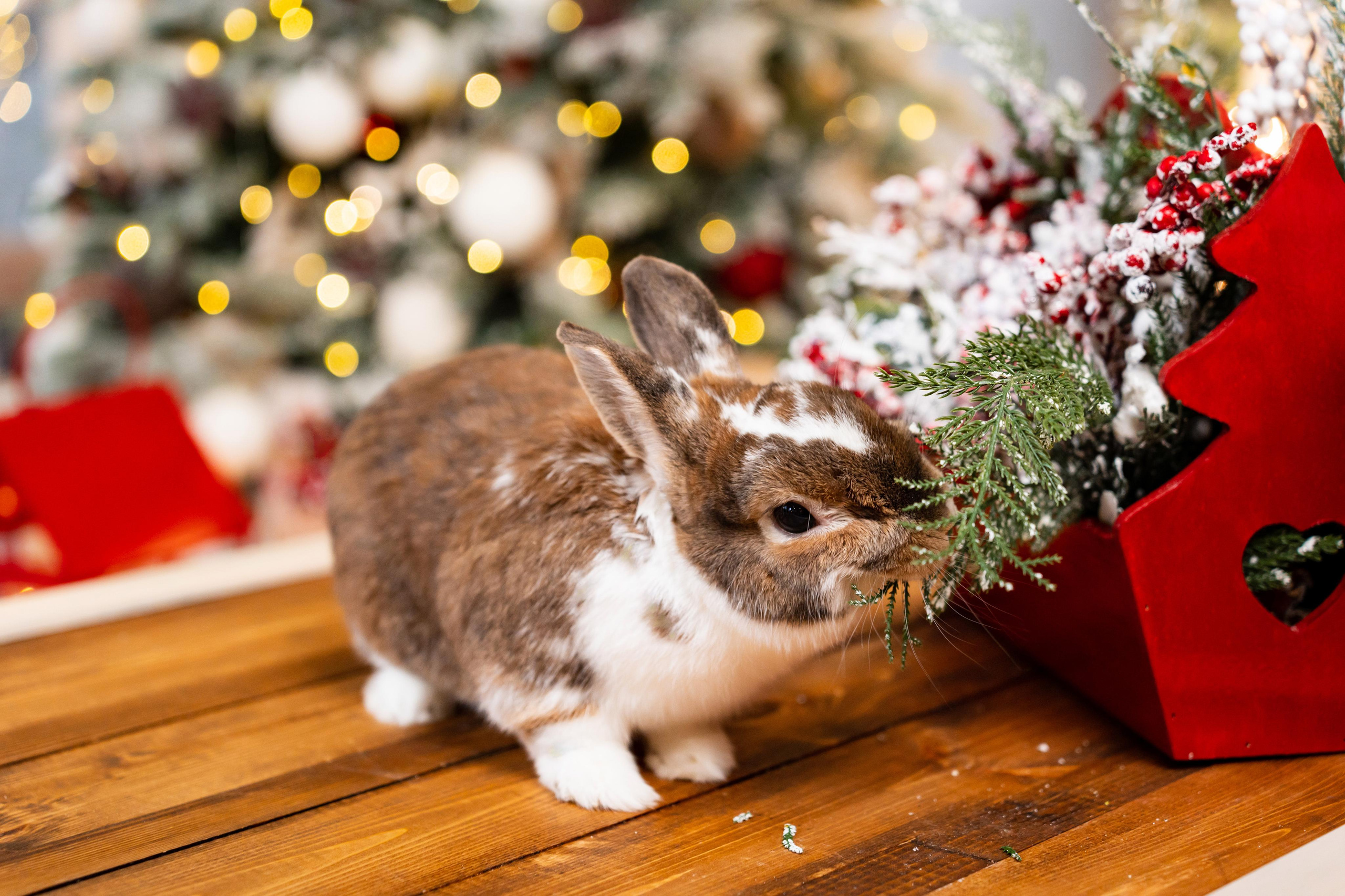 Новогодняя фотосессия в студии Леонардо