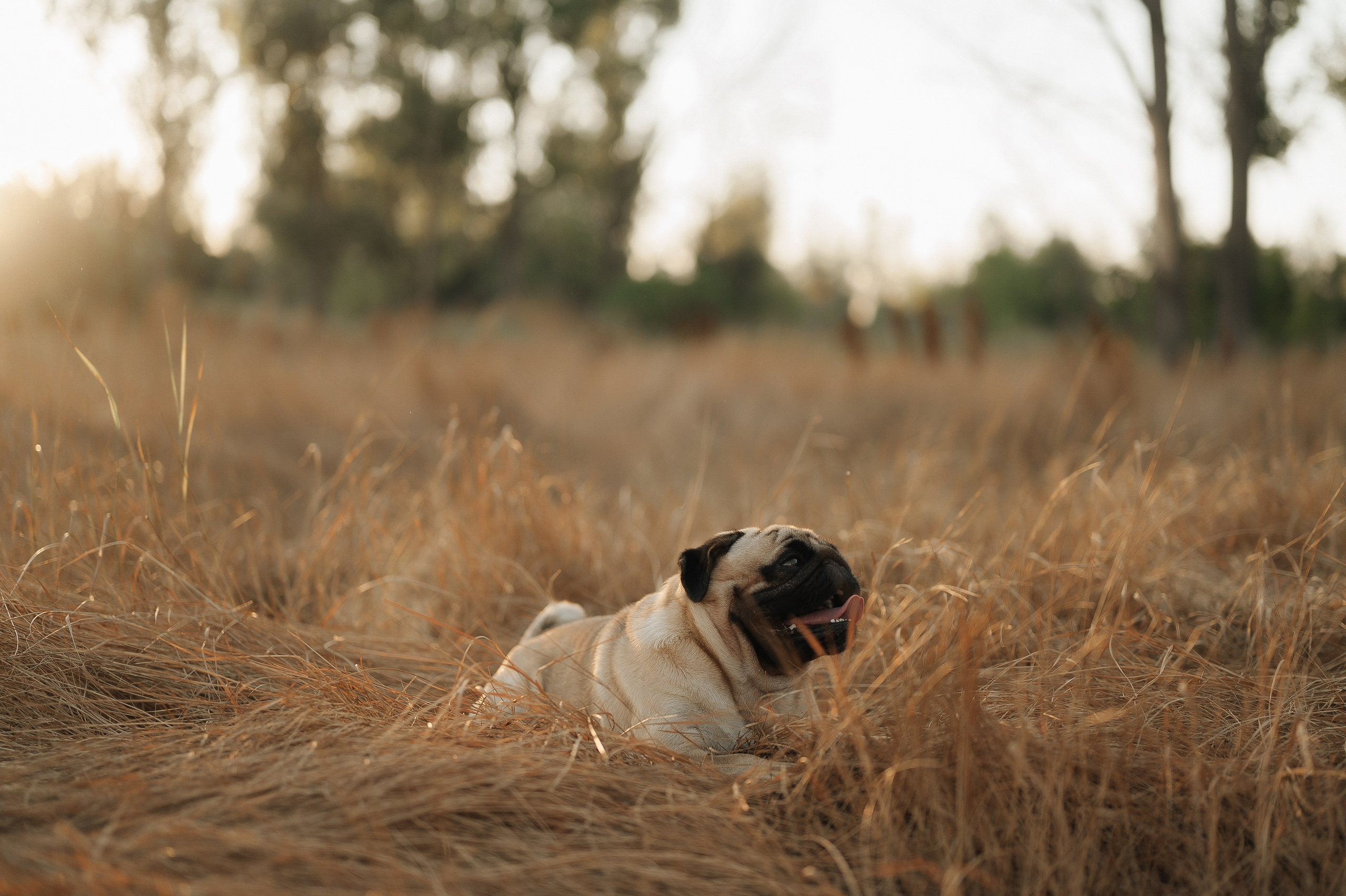 Шамиль и Настя. Женский, семейный и свадебный фотограф в Астрахани Виктория Бузаева