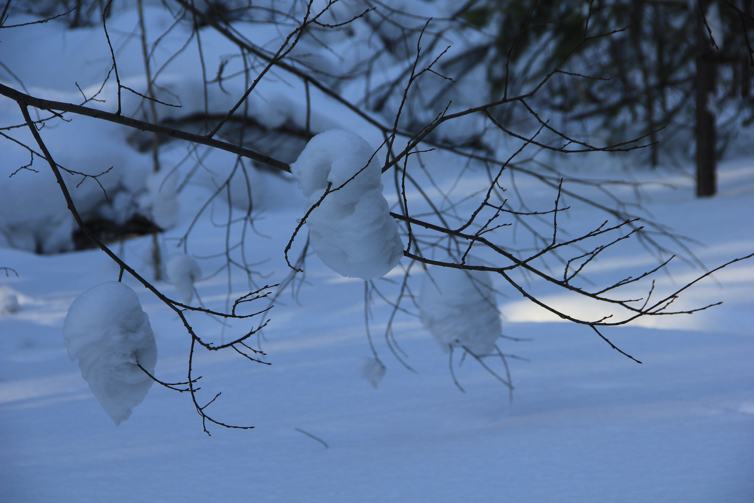 Пища для глаз. Ваш фотограф Северск | Томск
