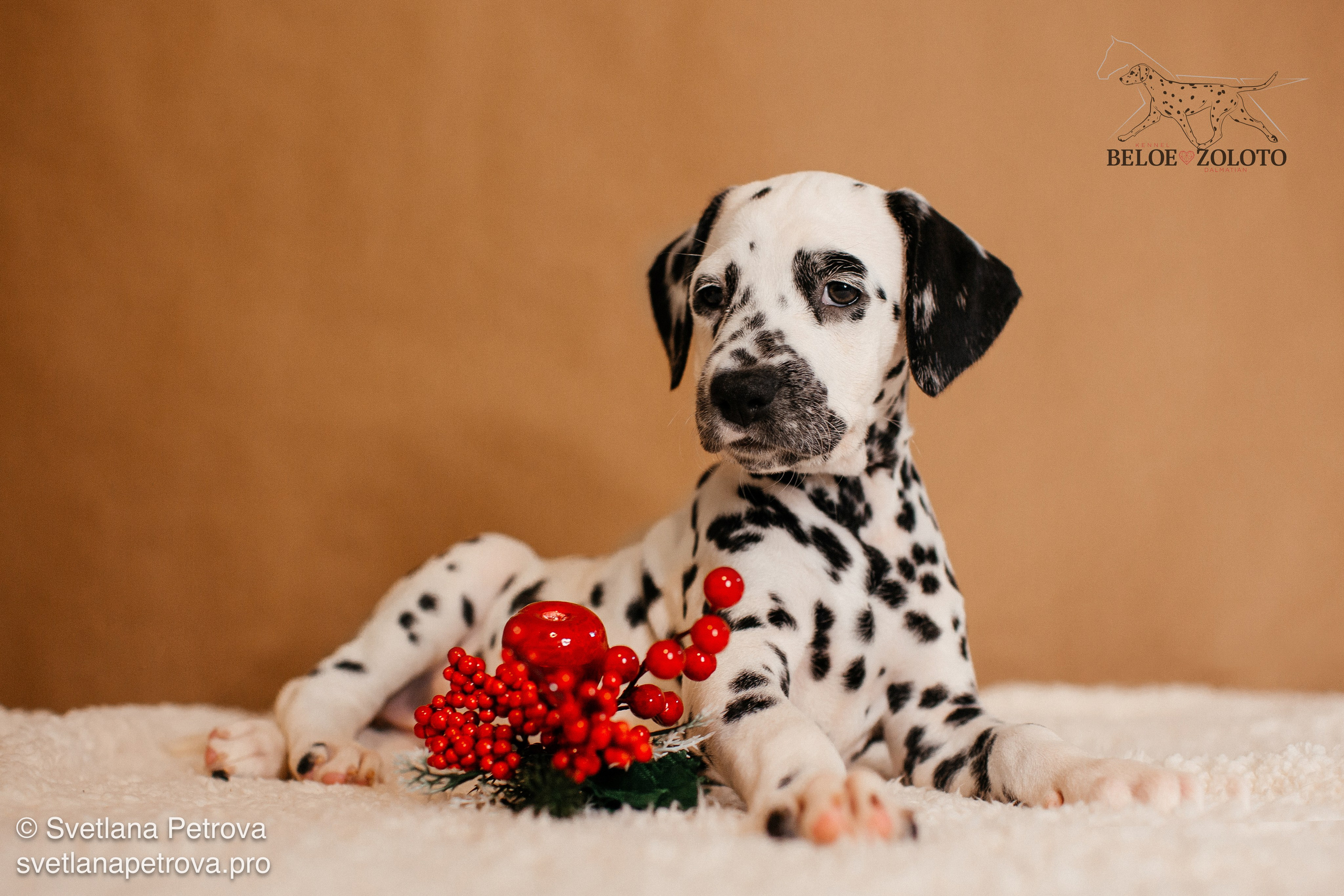 Далматины. Зима 2025. Фотограф Светлана Петрова
