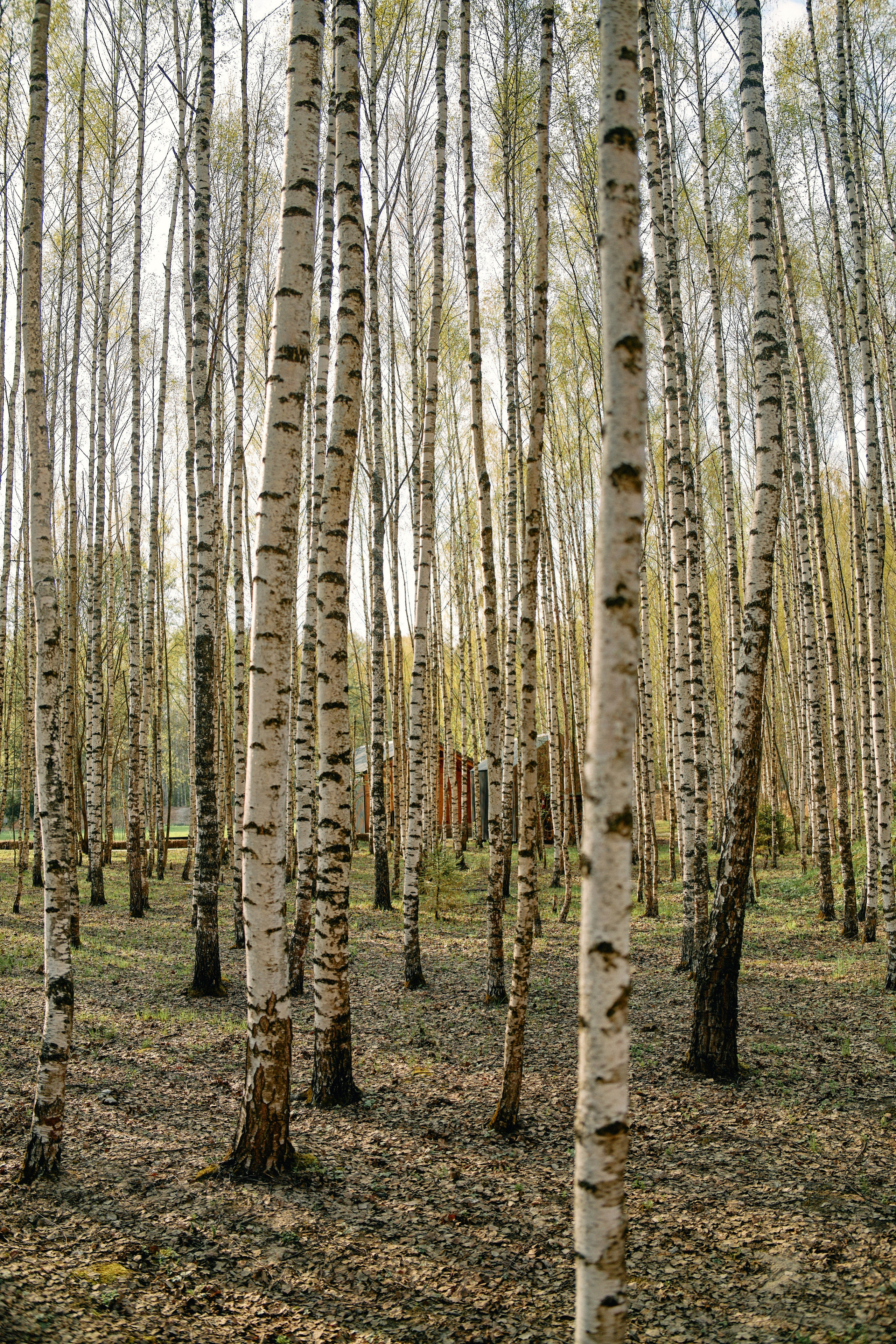 Бутик-отель Поле летом. Профессиональный Фотограф во Владимире, в Москве и в Суздале — Полина Романычева