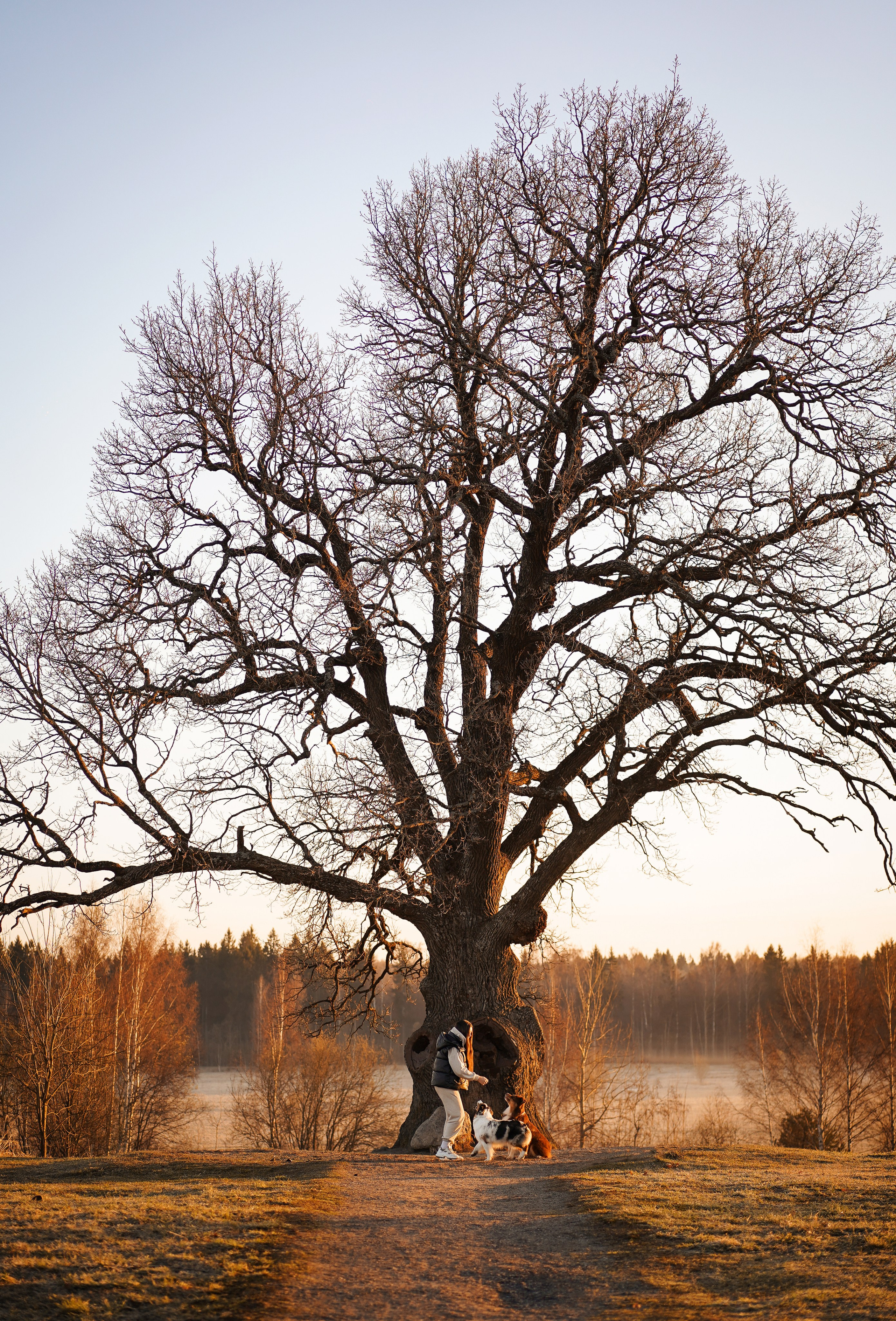 Кристина Рокки и Валькирия. Фотограф-анималист в Санкт-Петербурге Яна Мартынова