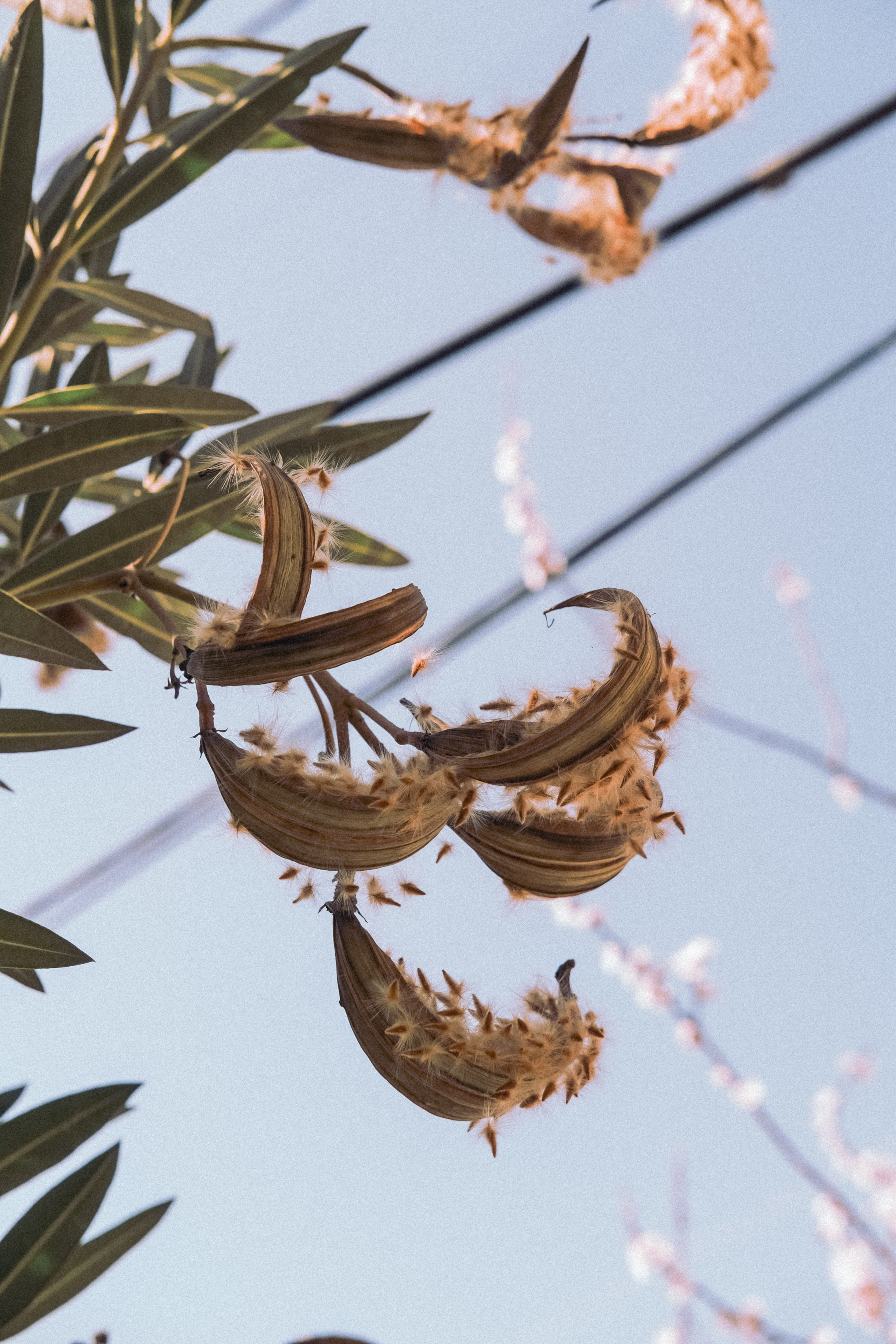 Городская и домашняя съемка в Тбилиси/ Алина и Гриша/ Или фотоблог из спального района. Photographer Tbilisi