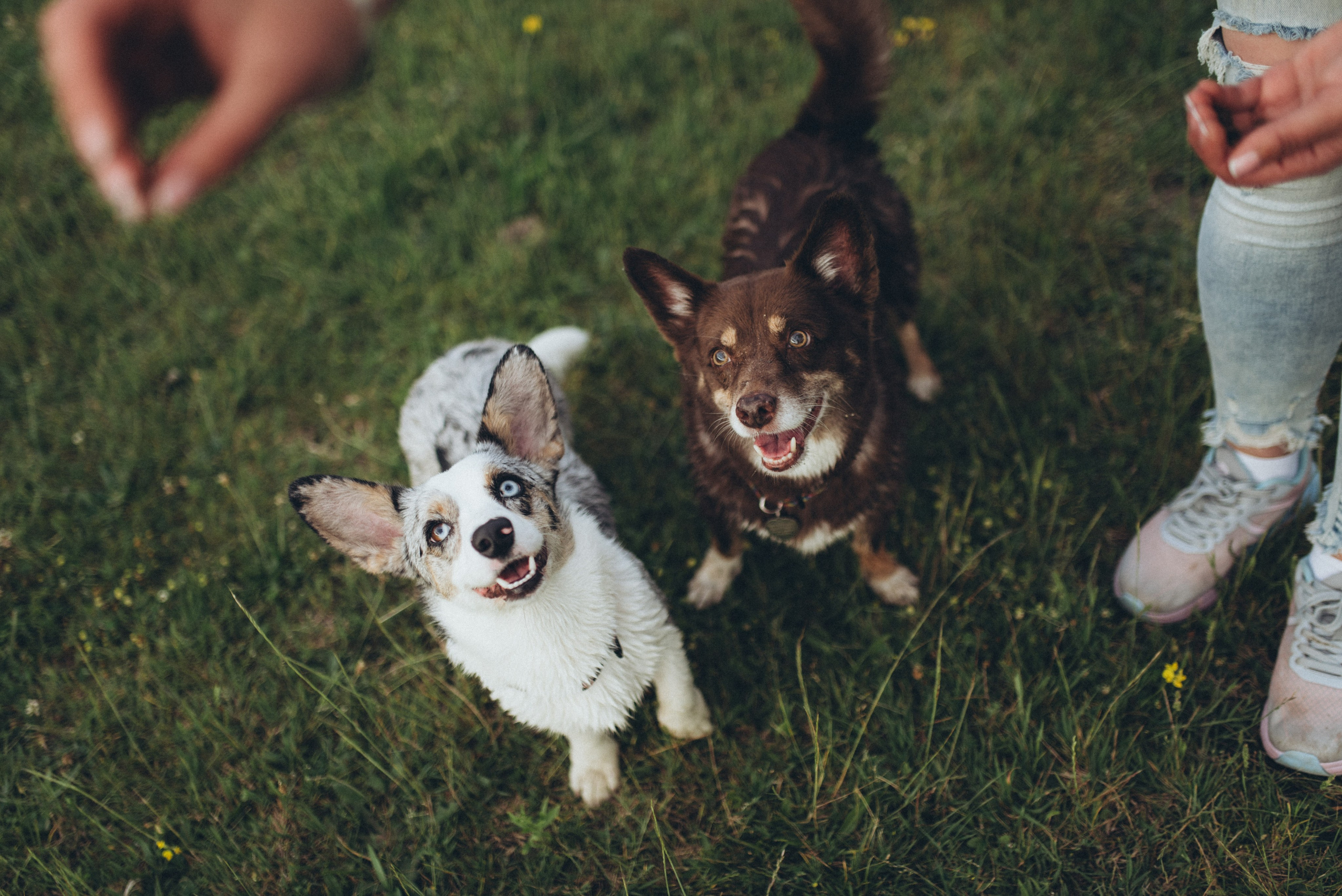 🐕 Катя и Дима 🐕. Фотограф в Сочи — Маргарита Поганова