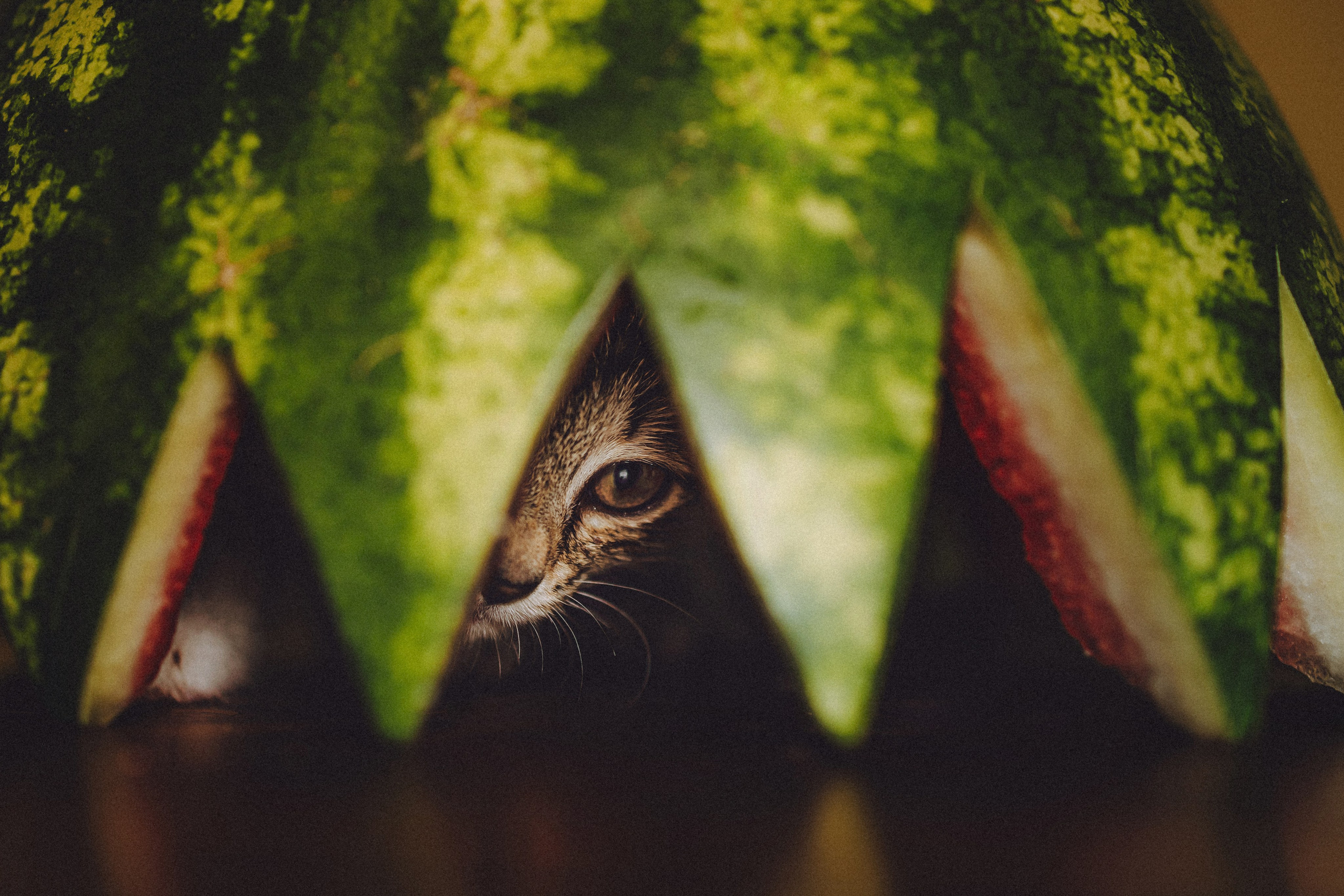 Сирена и арбуз