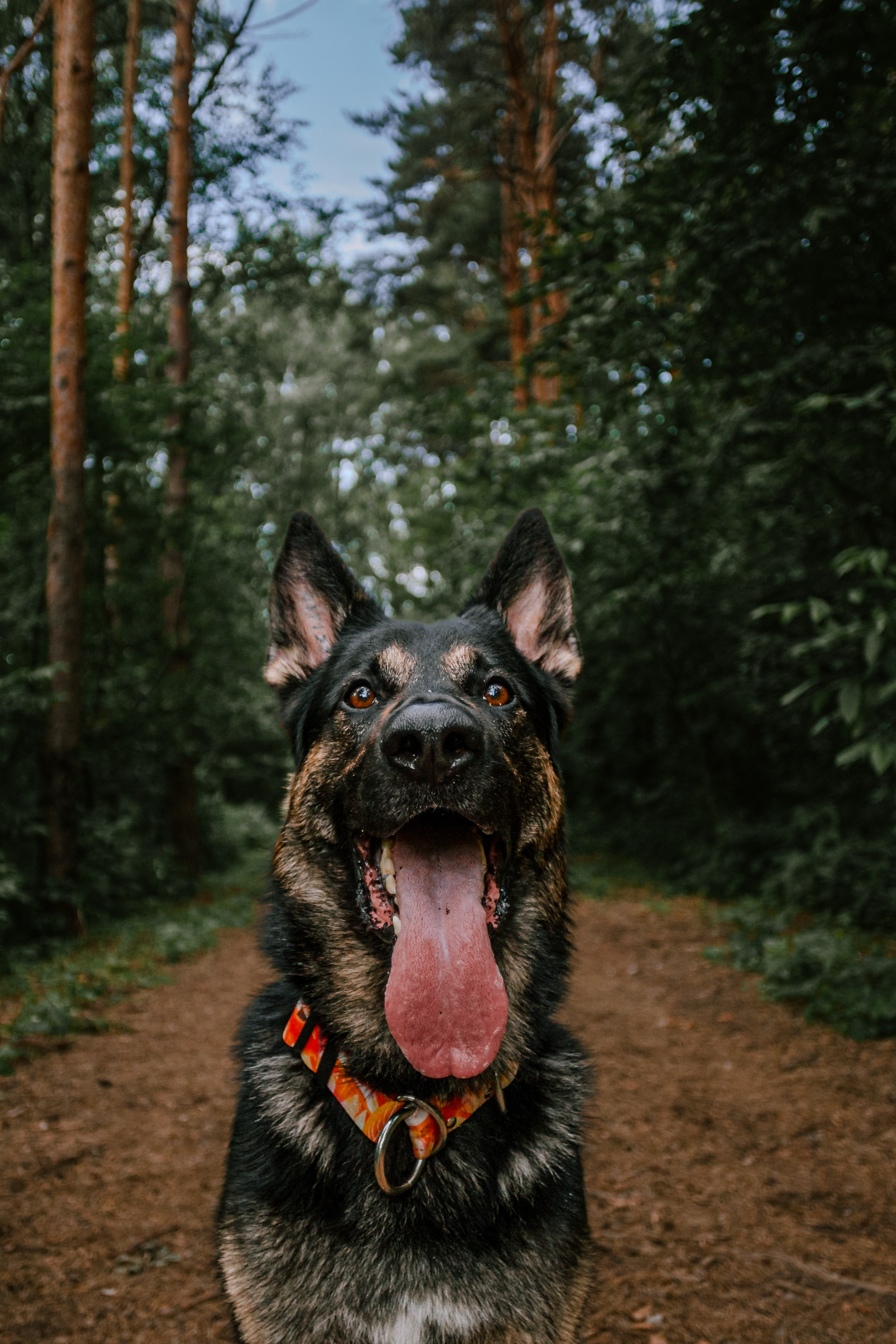 Лесная летняя фотопрогулка. Фотограф-анималист Татьяна Степанова