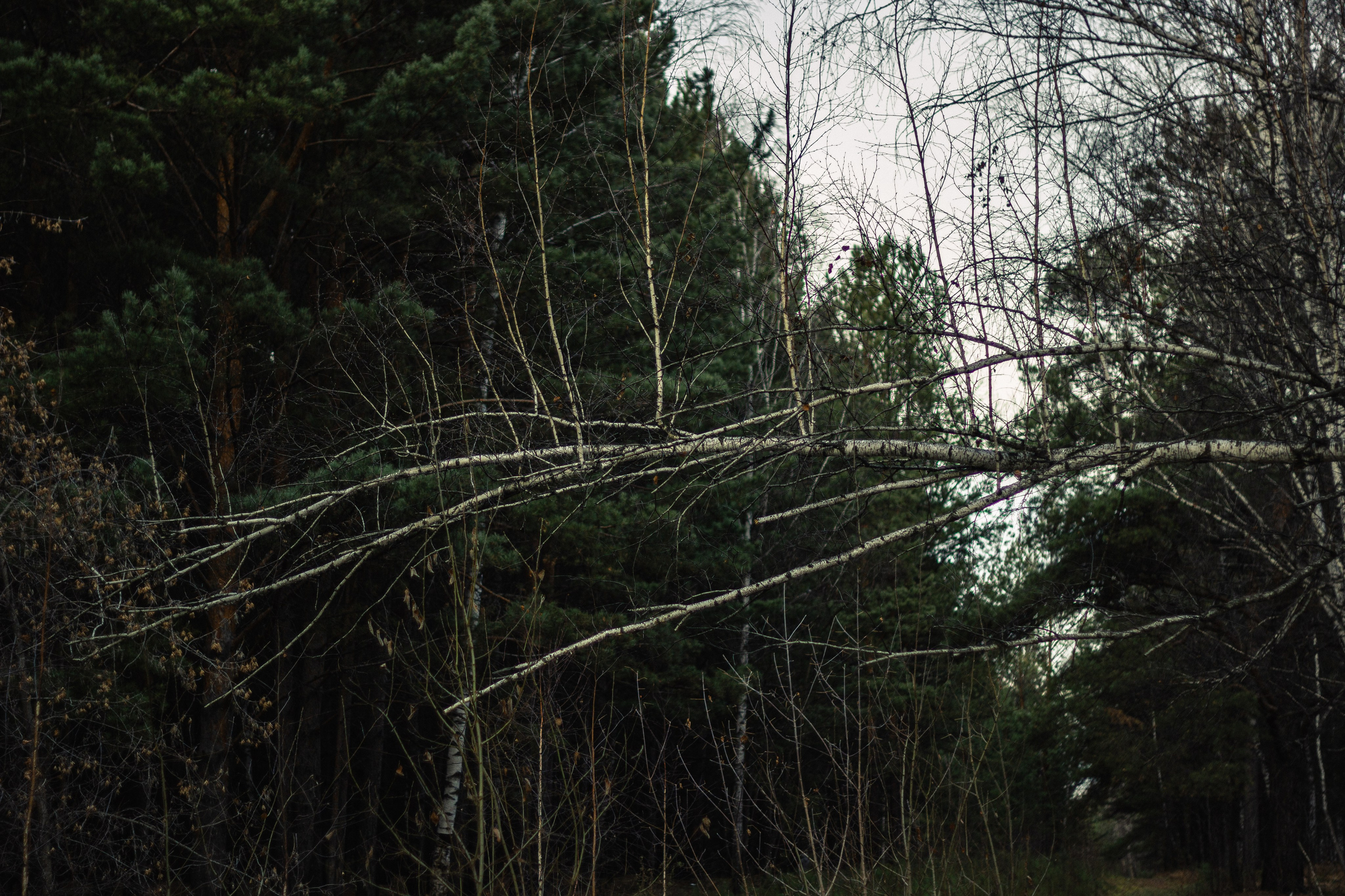 04.11.2024 | Сосновоборск. Kuznetsov | Фотограф в Красноярске