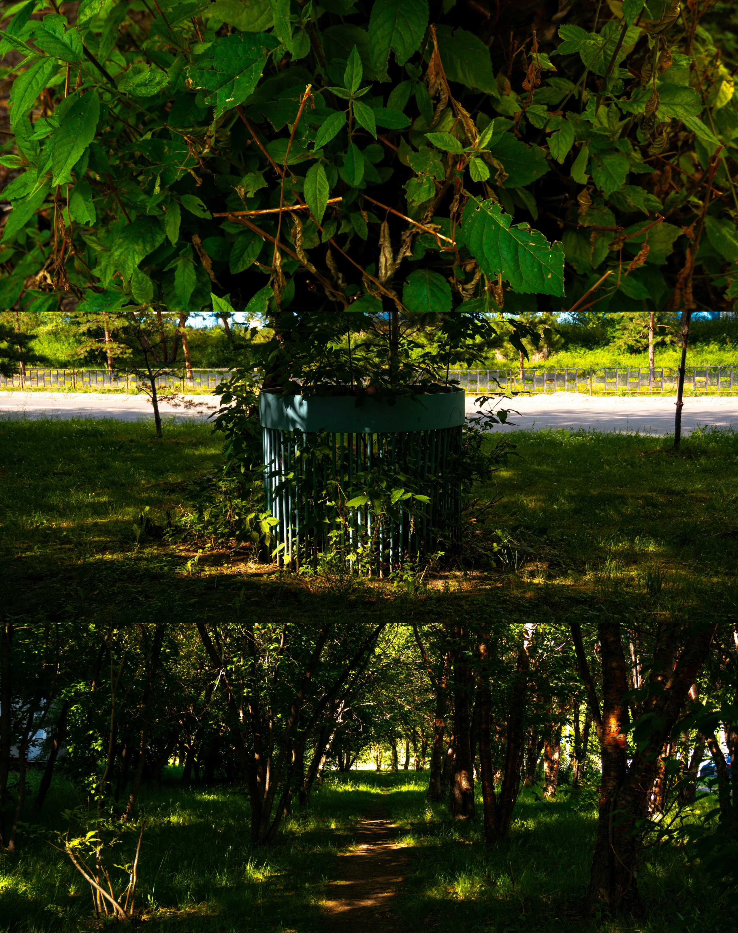 25.06.2025 | Сосновоборск. Kuznetsov | Фотограф в Красноярске