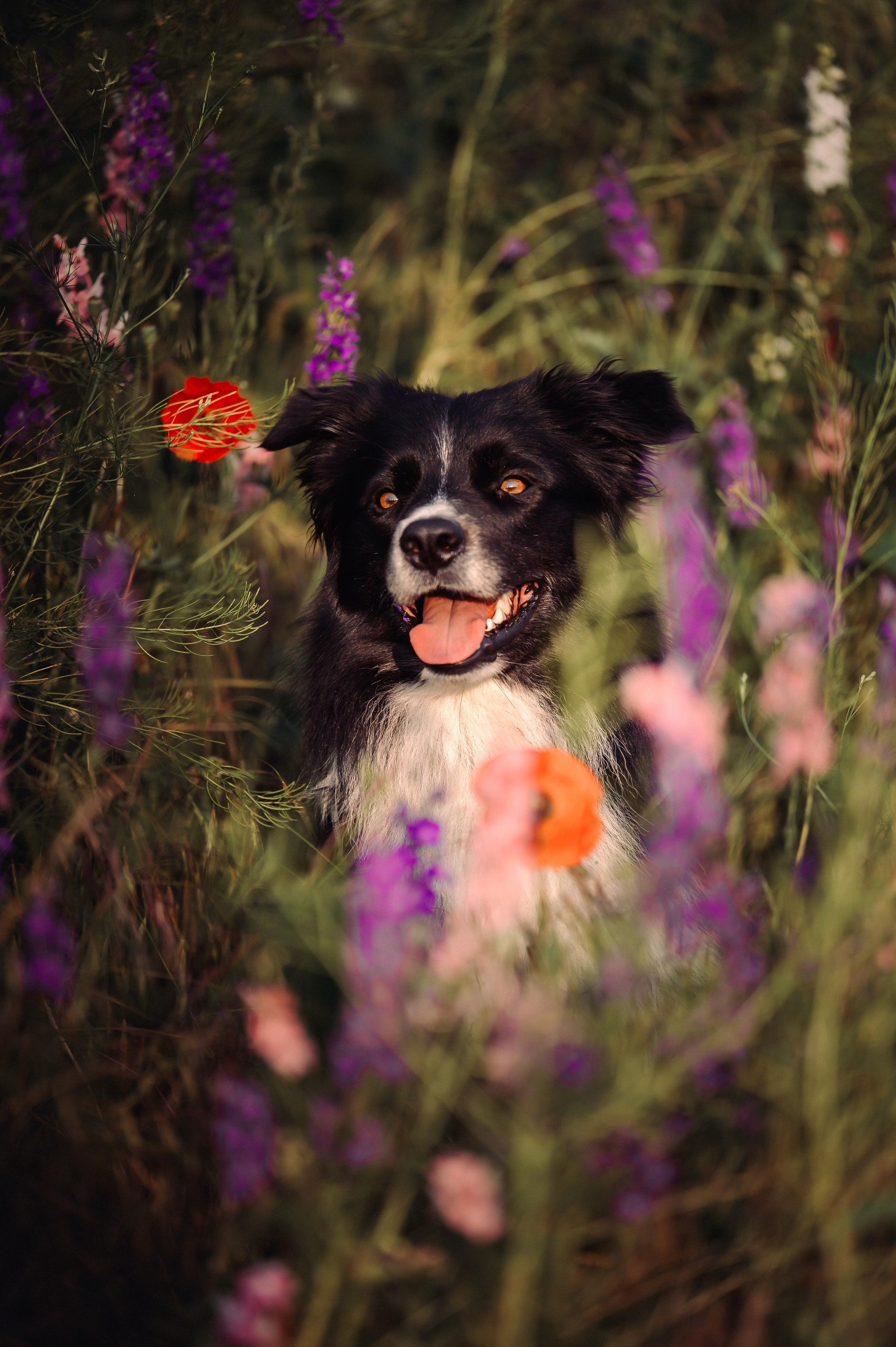 Прогулка на рассвете с бордер-колли. Фотограф в Ростове —на — Дону