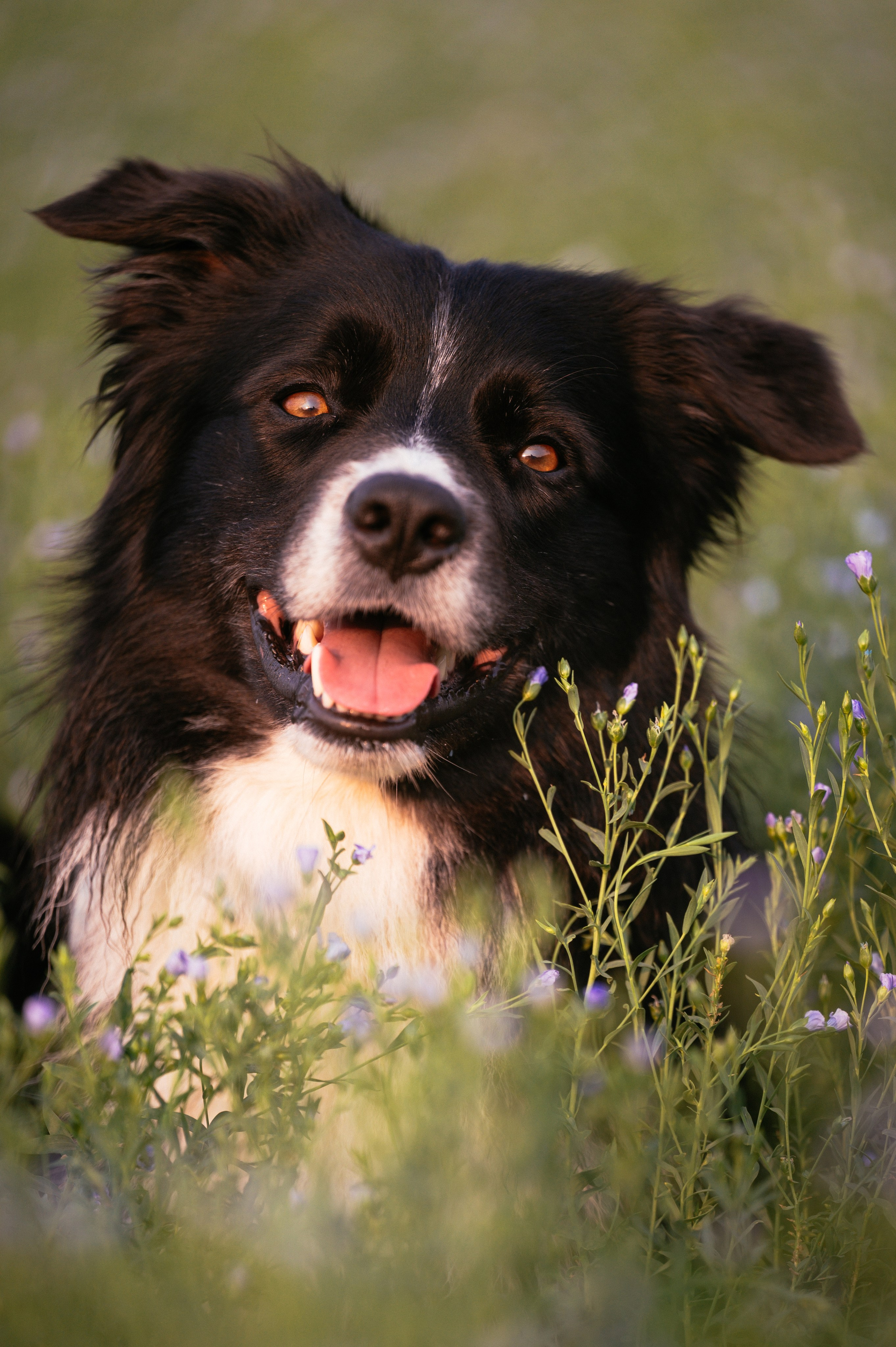 Прогулка на рассвете с бордер-колли. Фотограф в Ростове —на — Дону