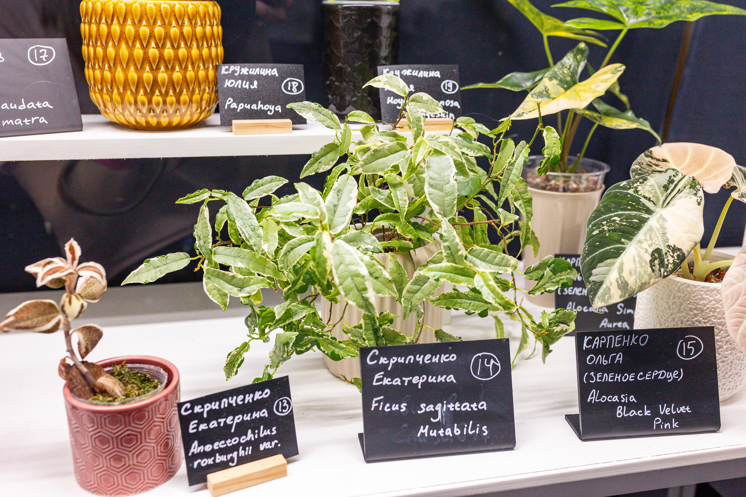 Монстериум 11–12 октября. Александра Куликова фотограф, Москва