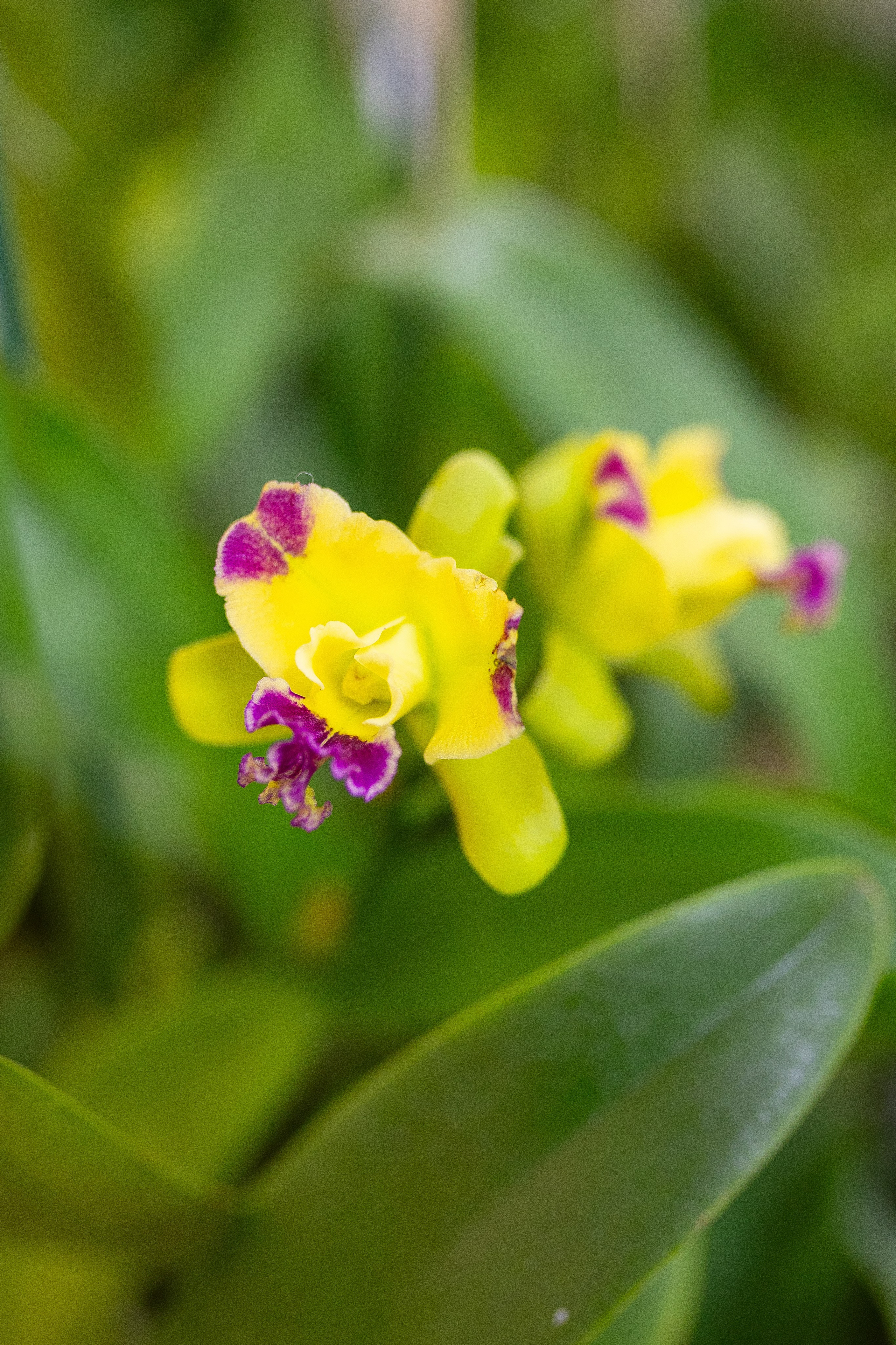 Орхидиум 12.2025. Александра Куликова фотограф, Москва