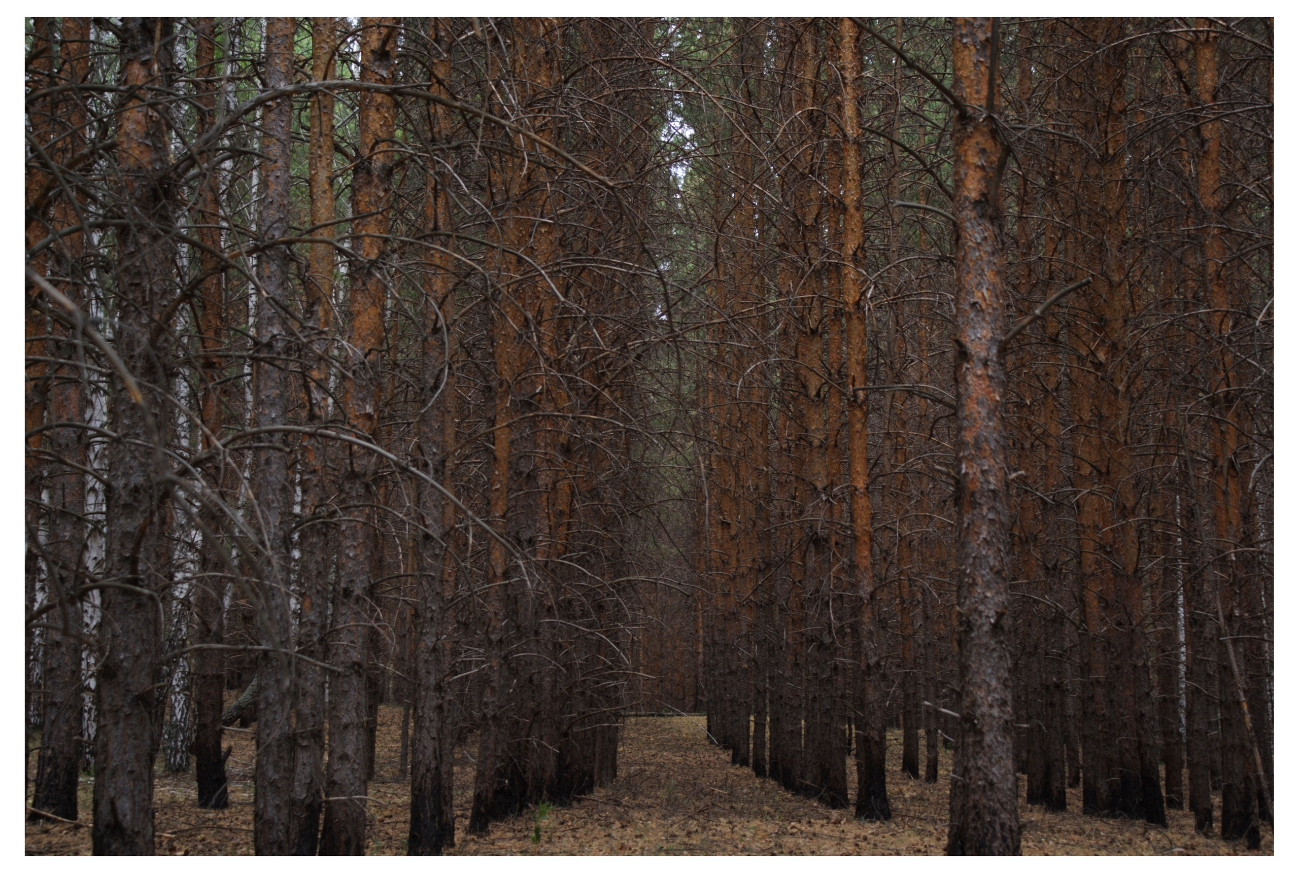 ДЕРЕВНЯ. Фотограф Манакова Ольга