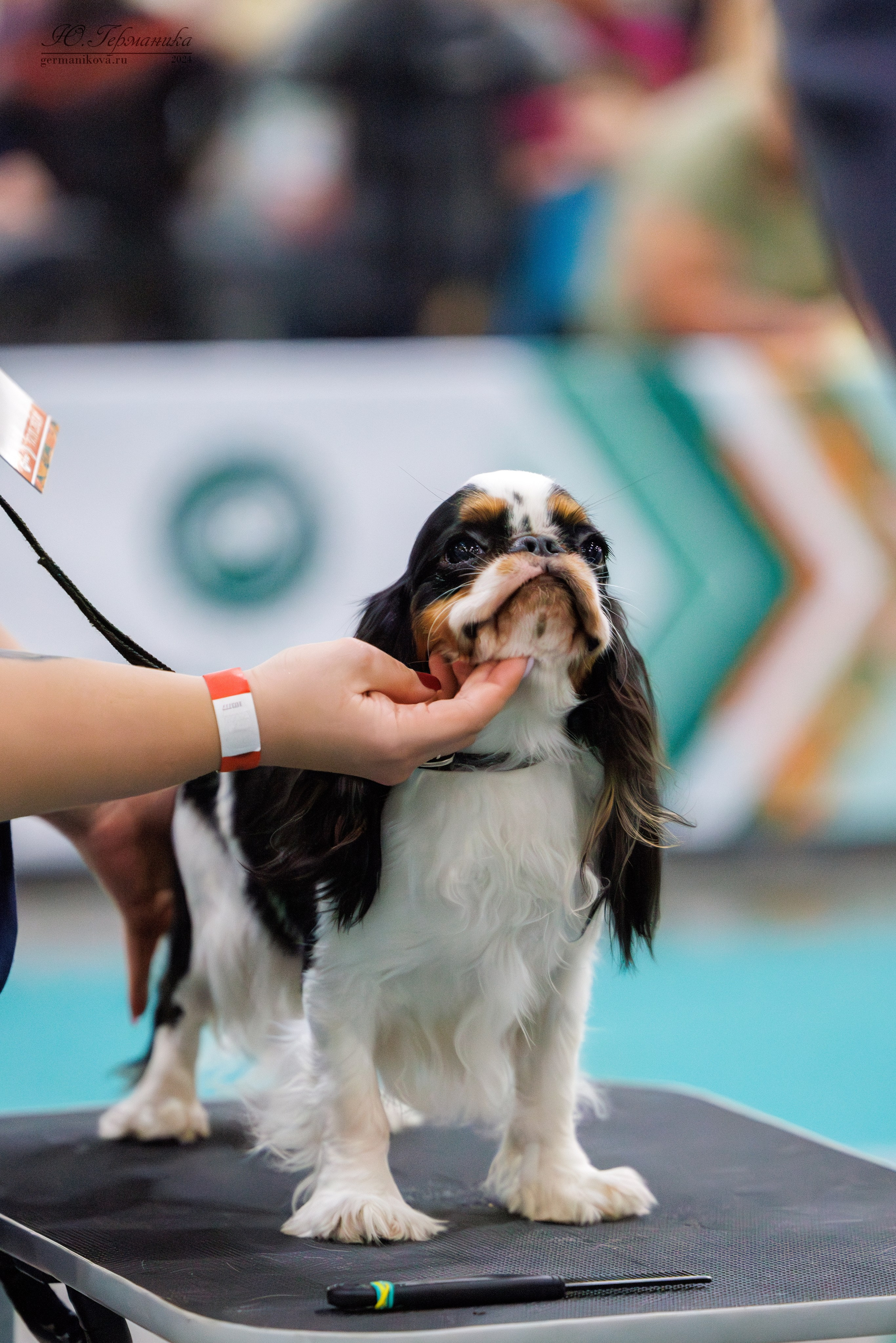 Евразия 16-17.11.2024. Фотограф-анималист Юлия Германика