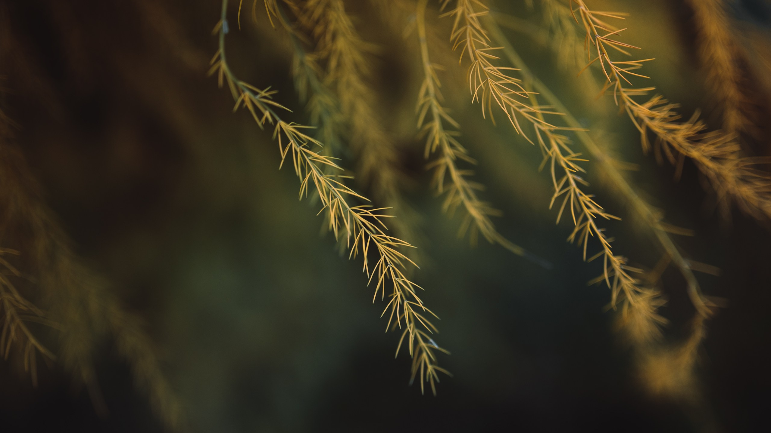 Невидимый спектр. Komonev